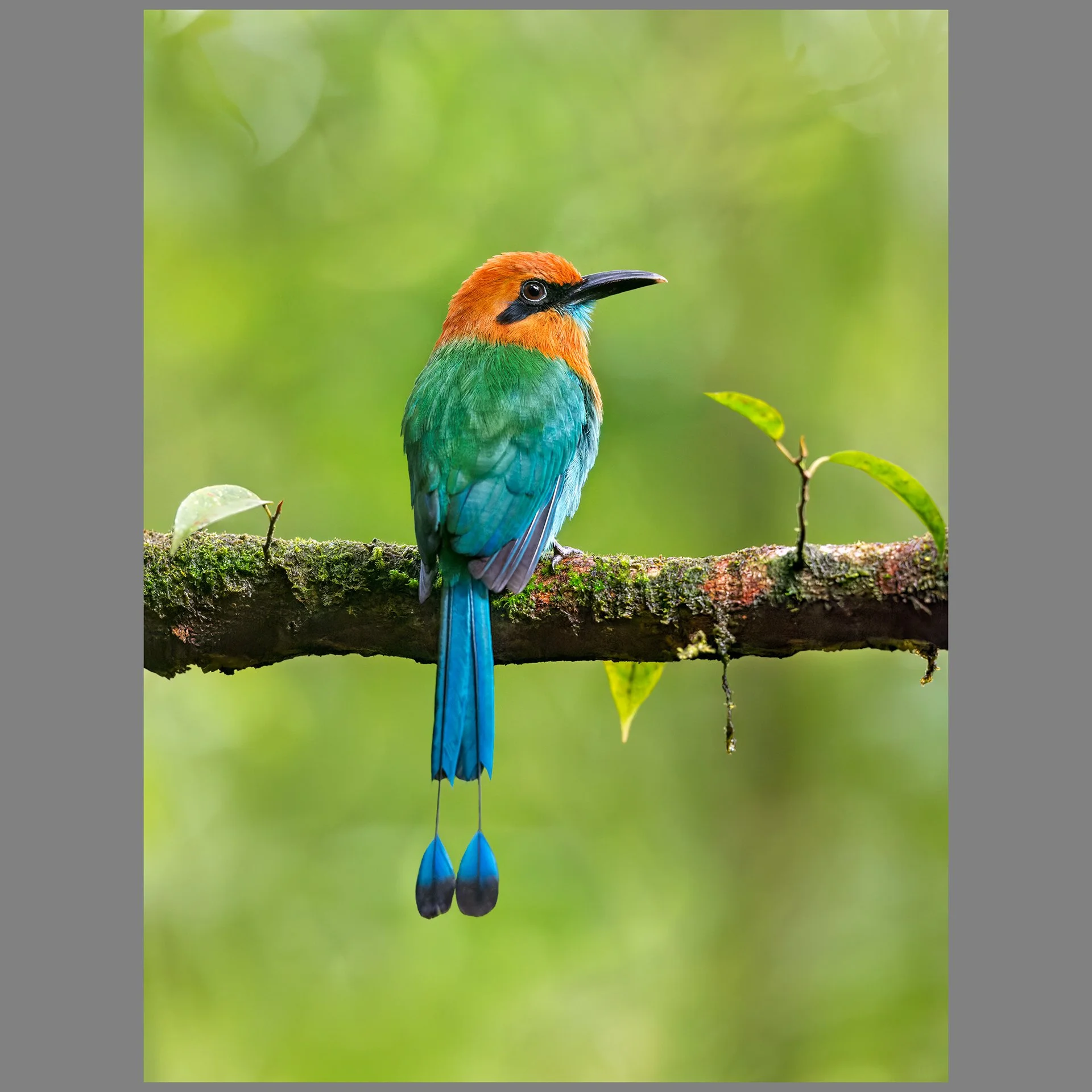 Magic Motmot