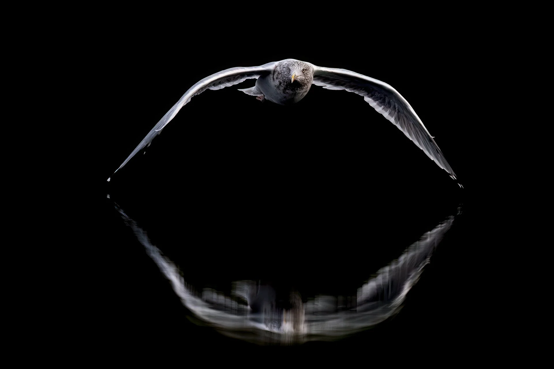 Seagull