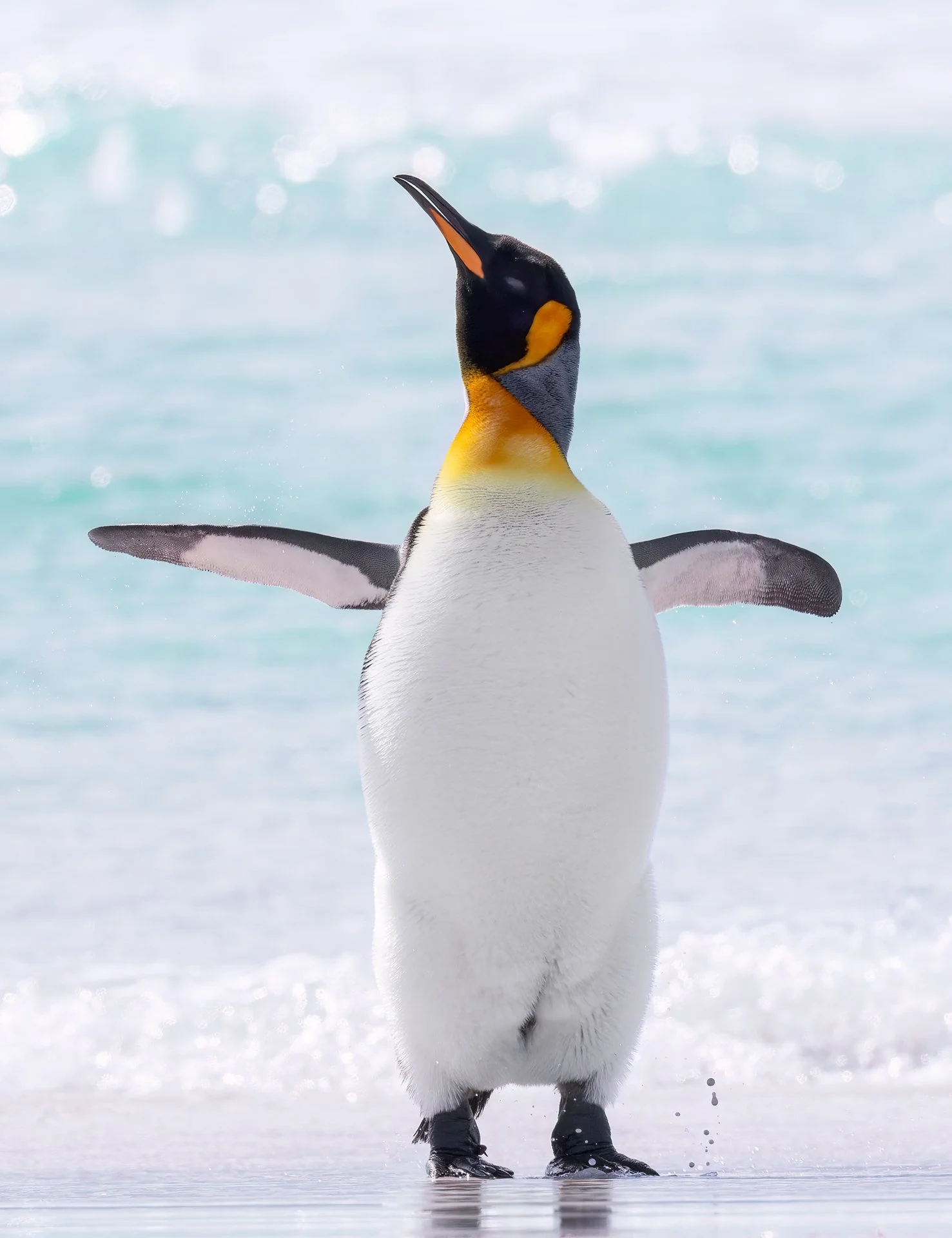 King Penguin