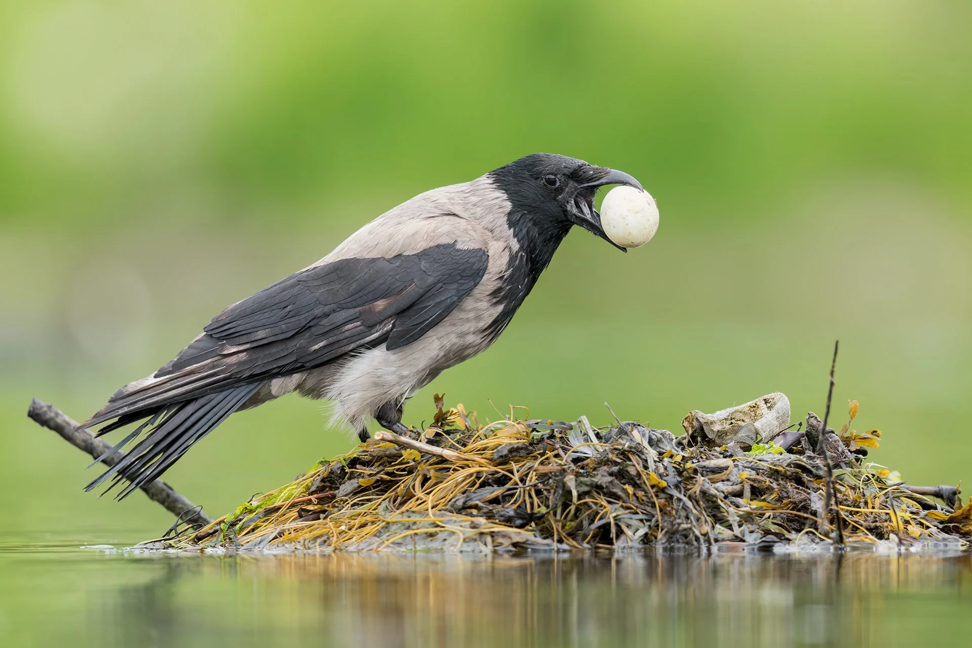 Hooded crow with egg