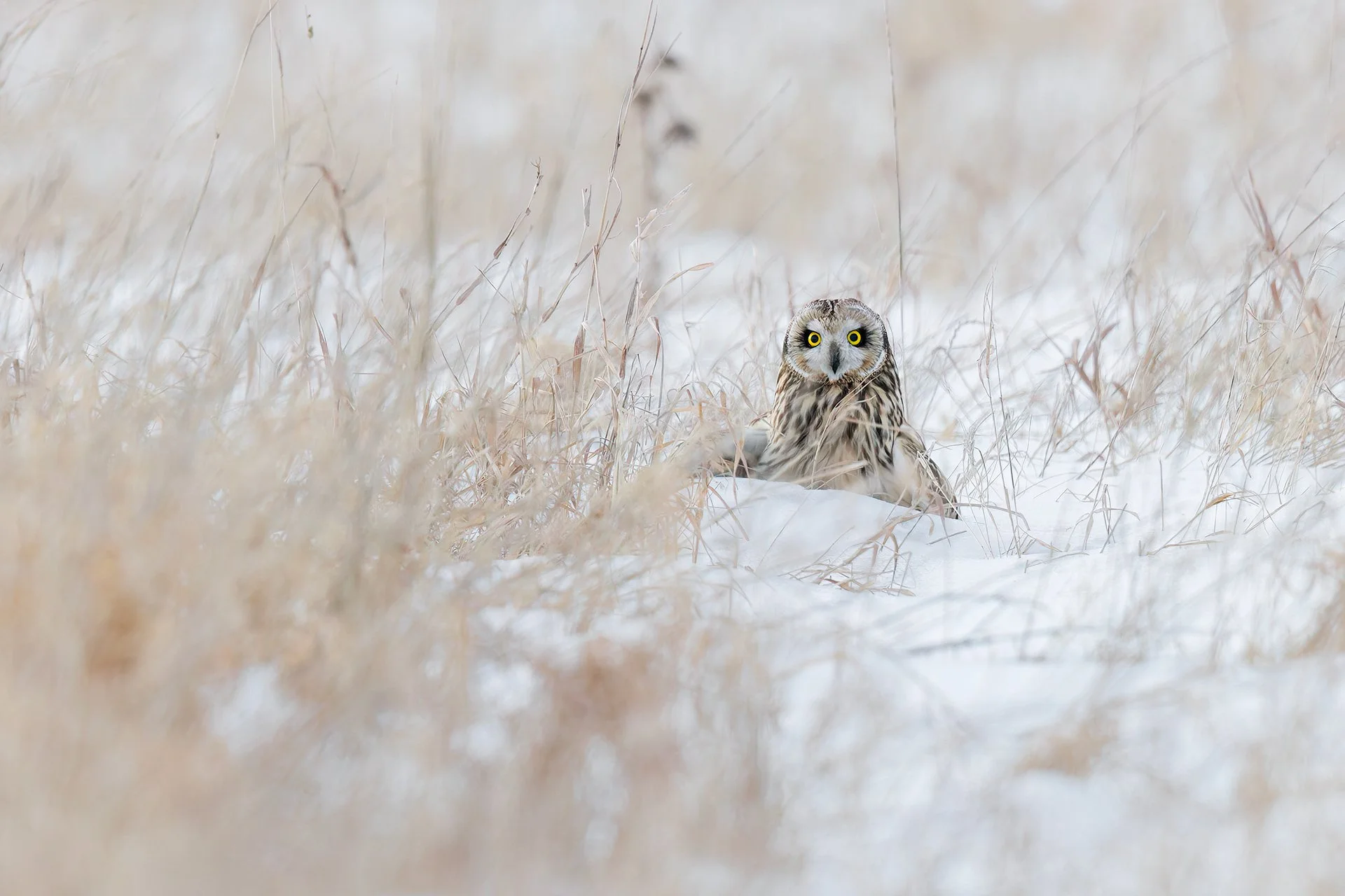 Short-eared owl