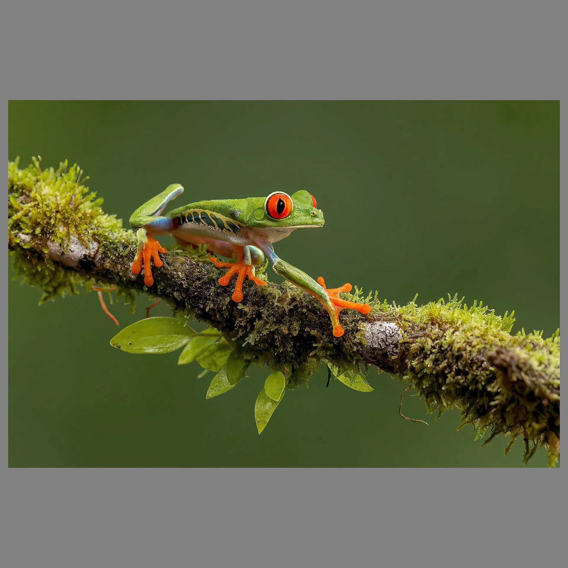 The worlds most famous frog