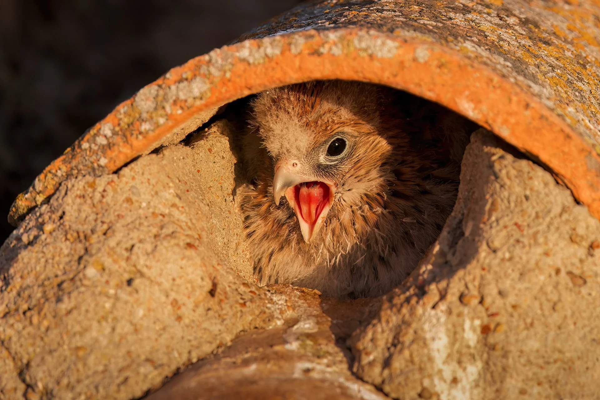 Lesser Kestrel chick