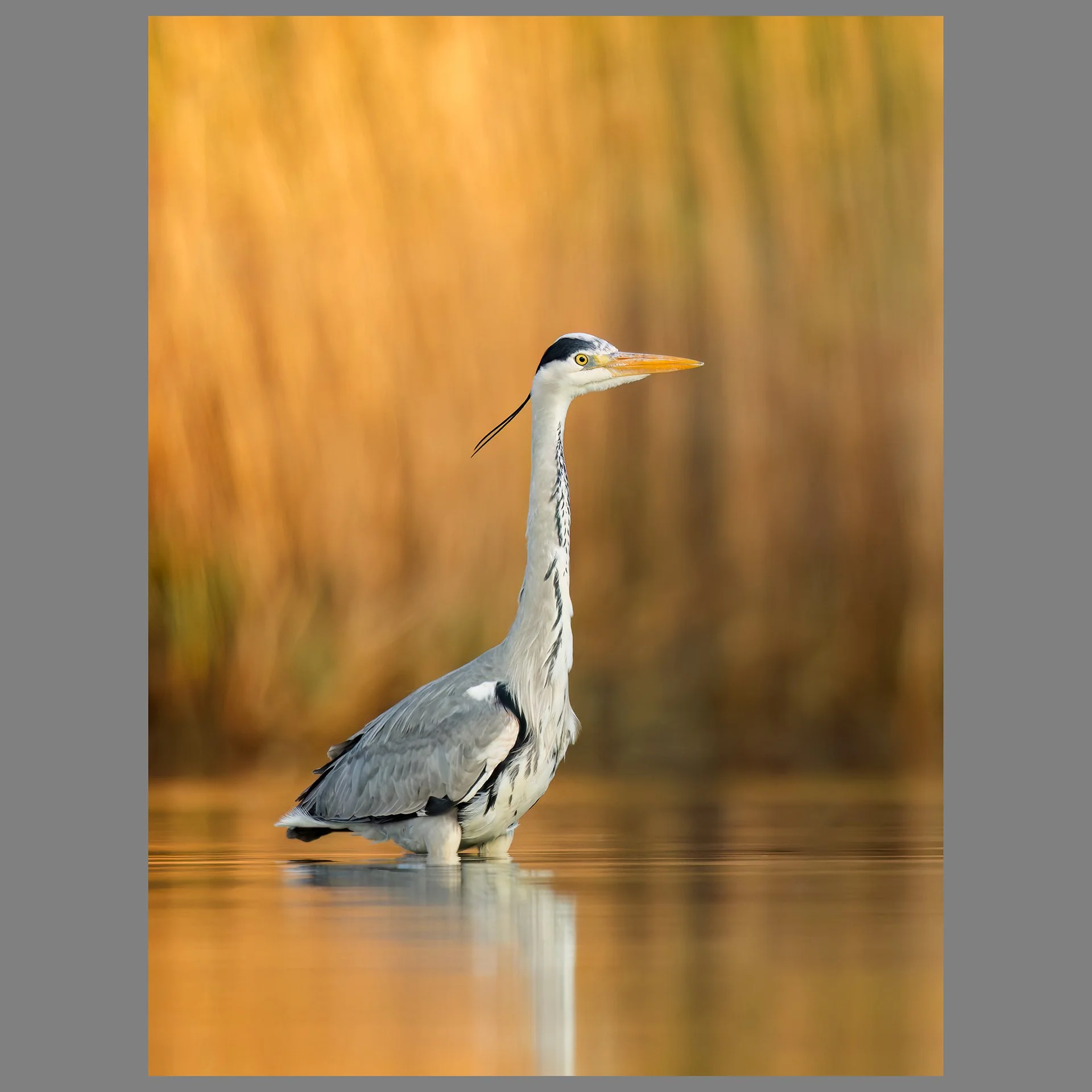 Grey Heron