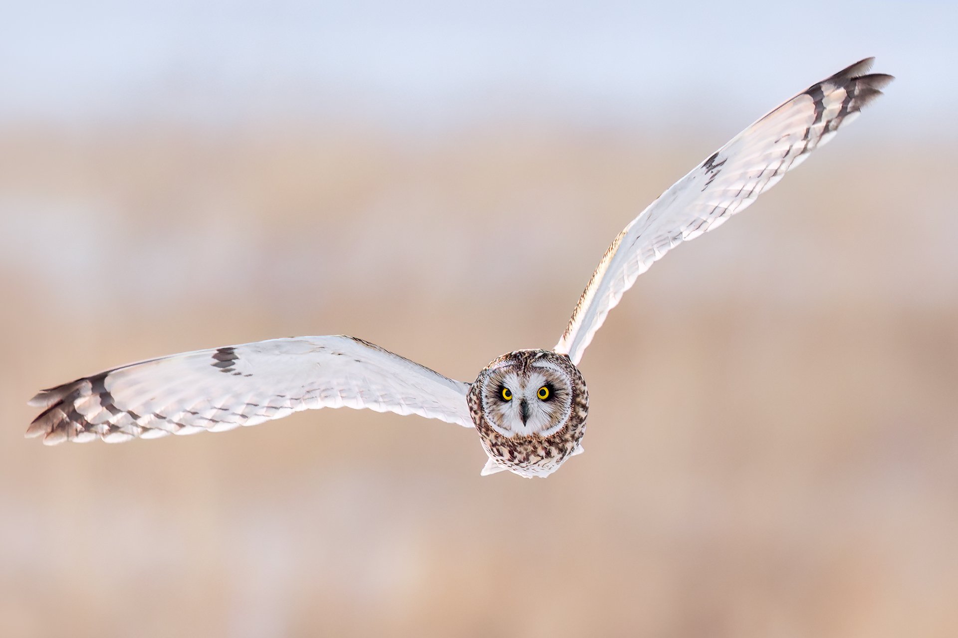 Short-eared owl