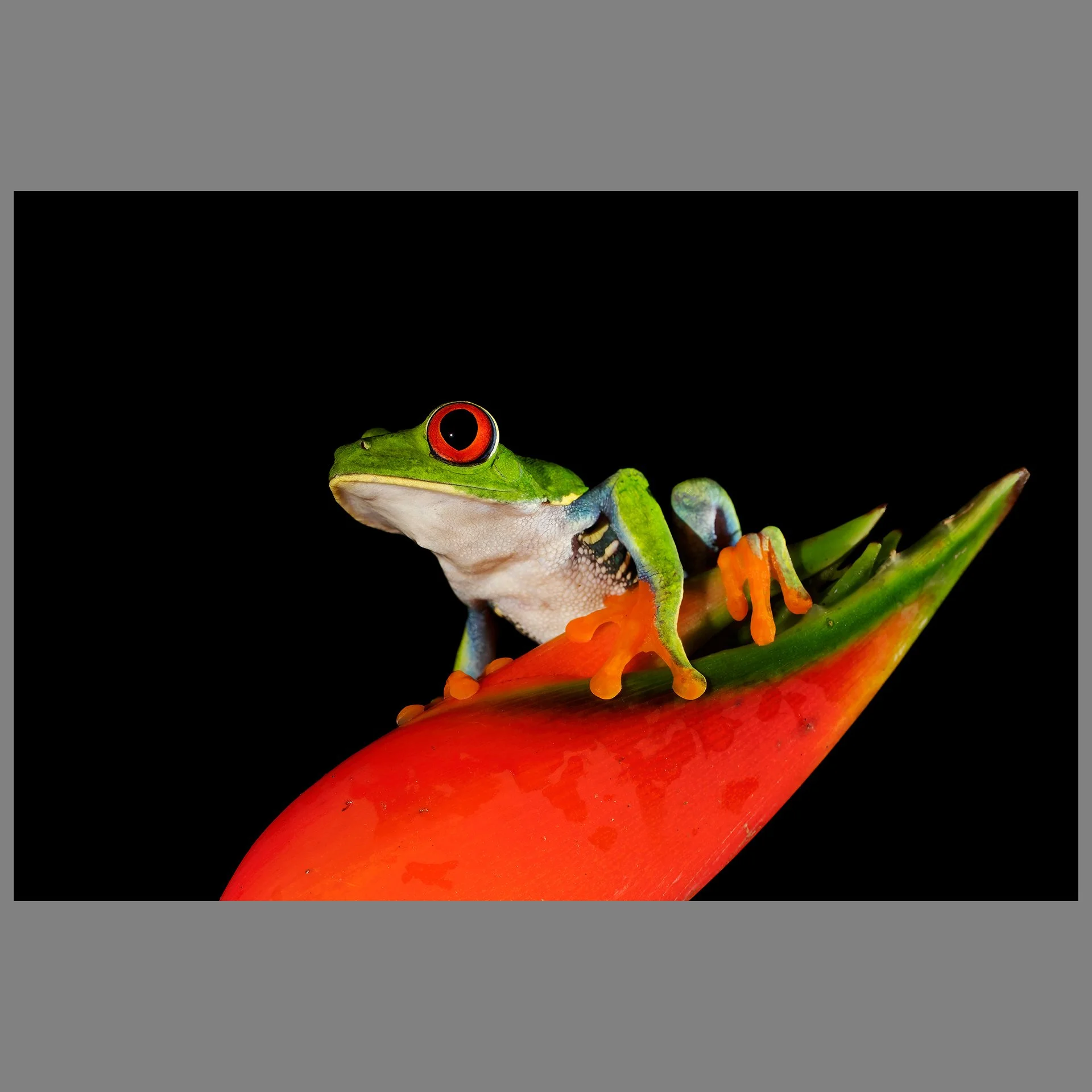 Red-eyed Tree Frog