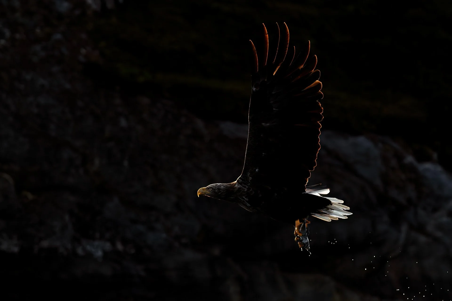 White-tailed eagle