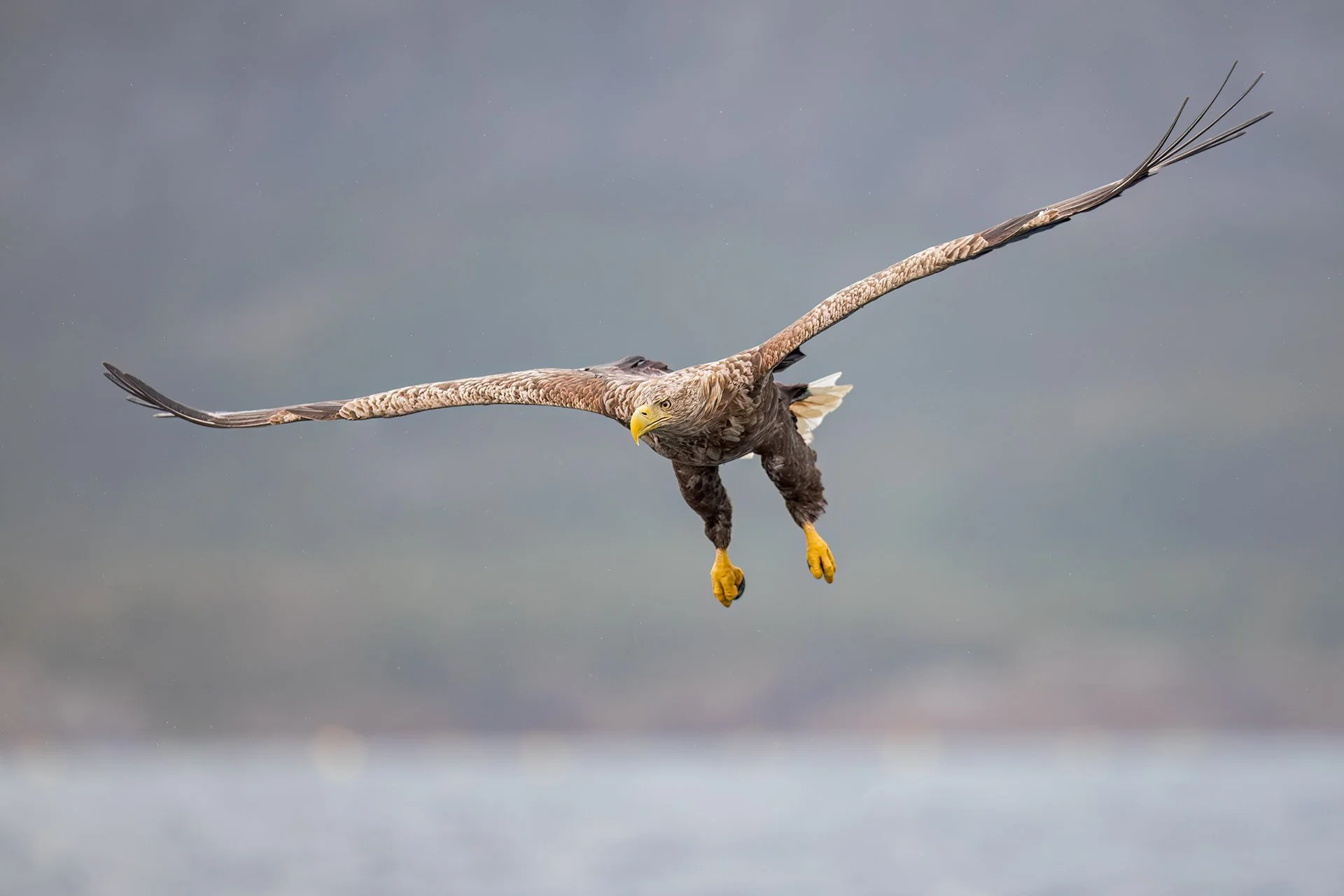 White-tailed eagle