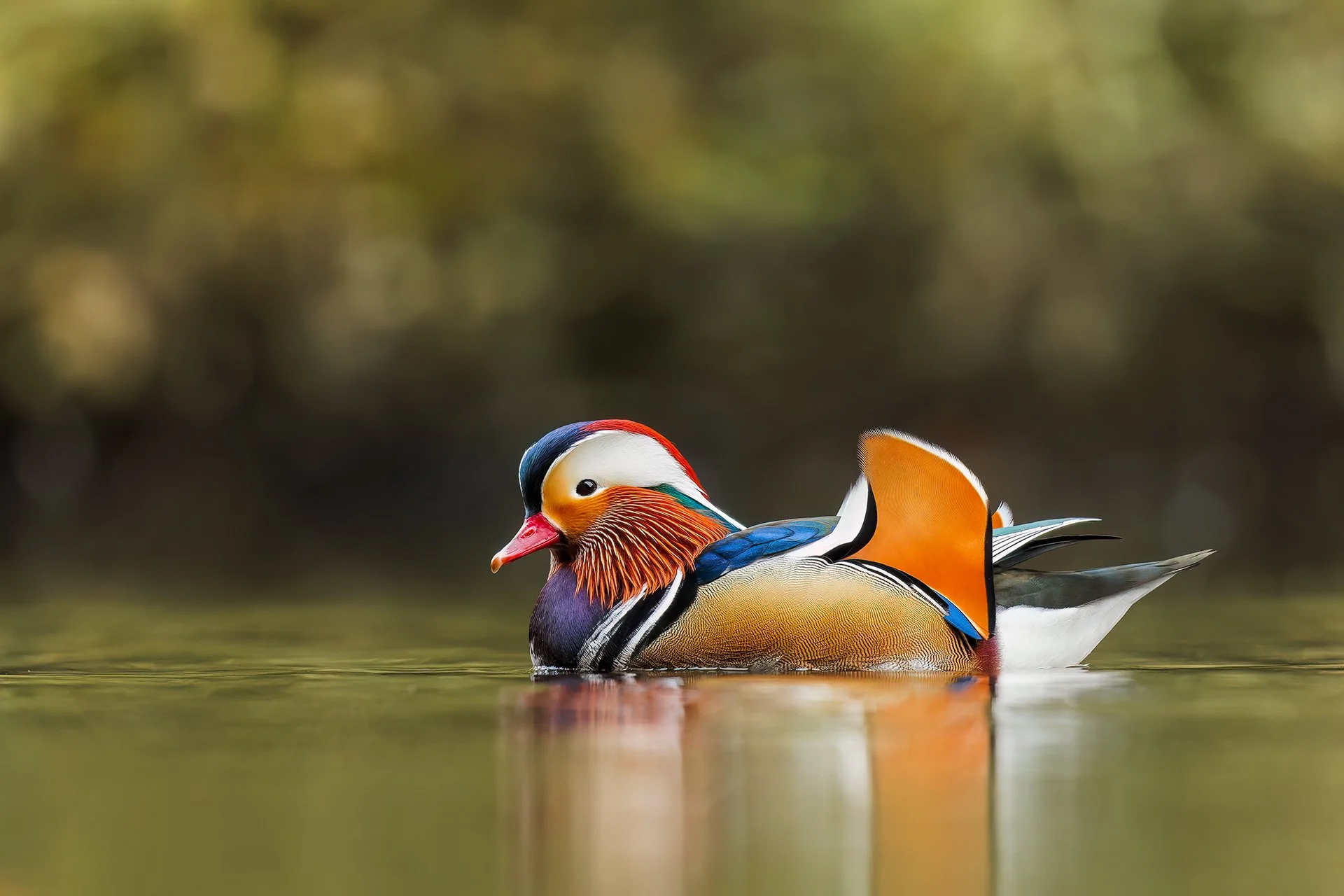 Mandarin Duck