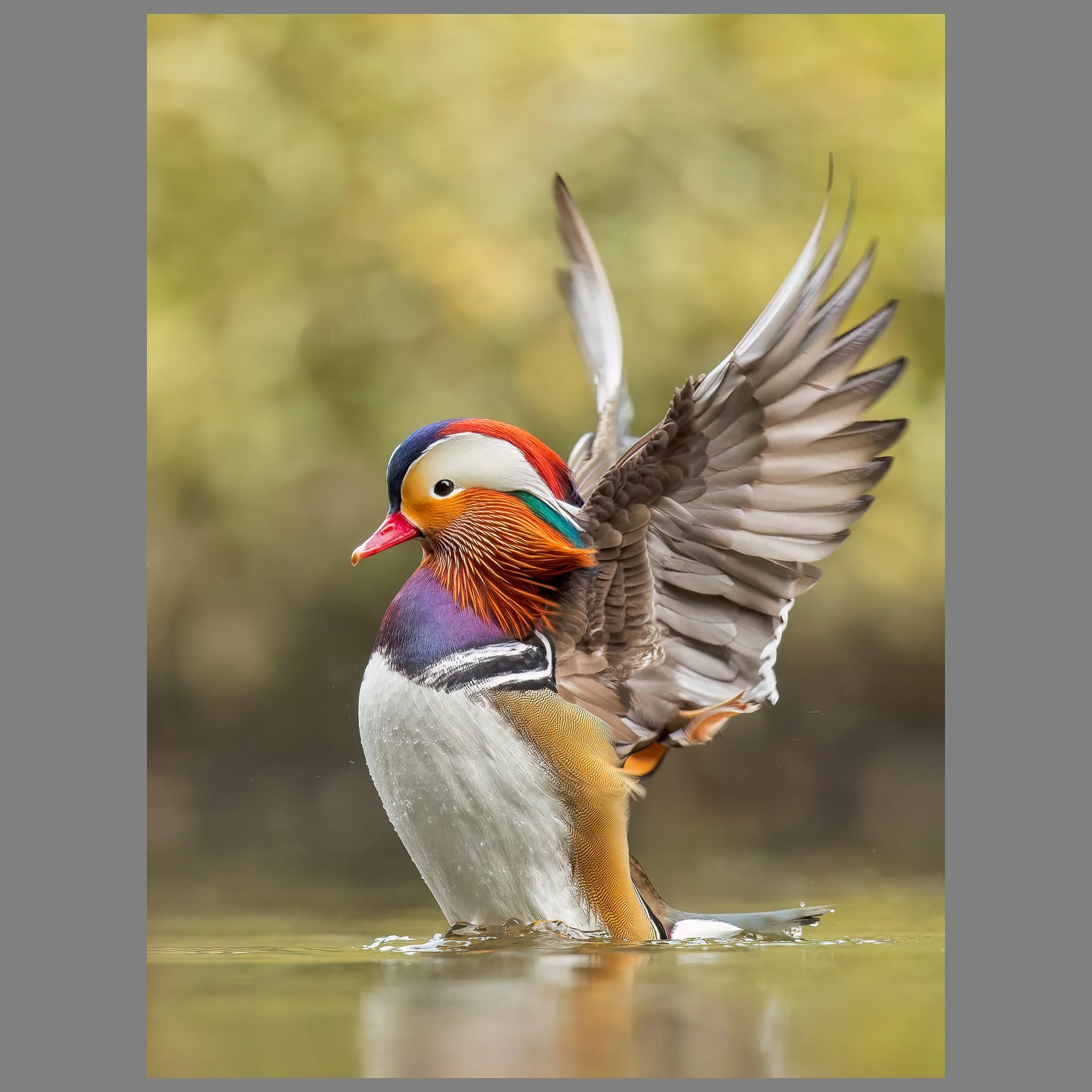 Mandarin duck