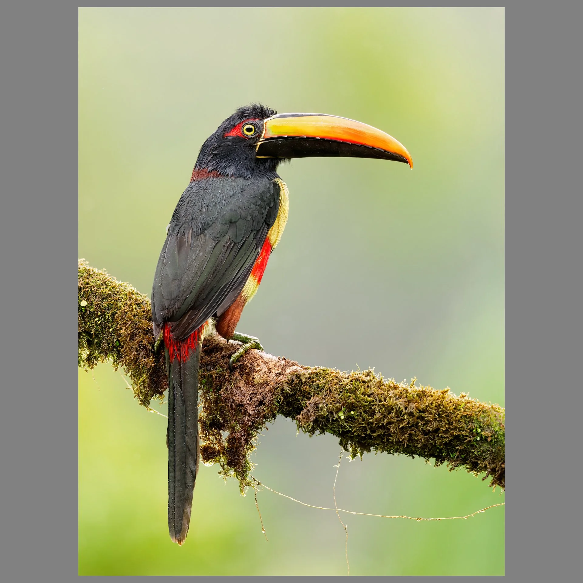 Fiery-billed aracari