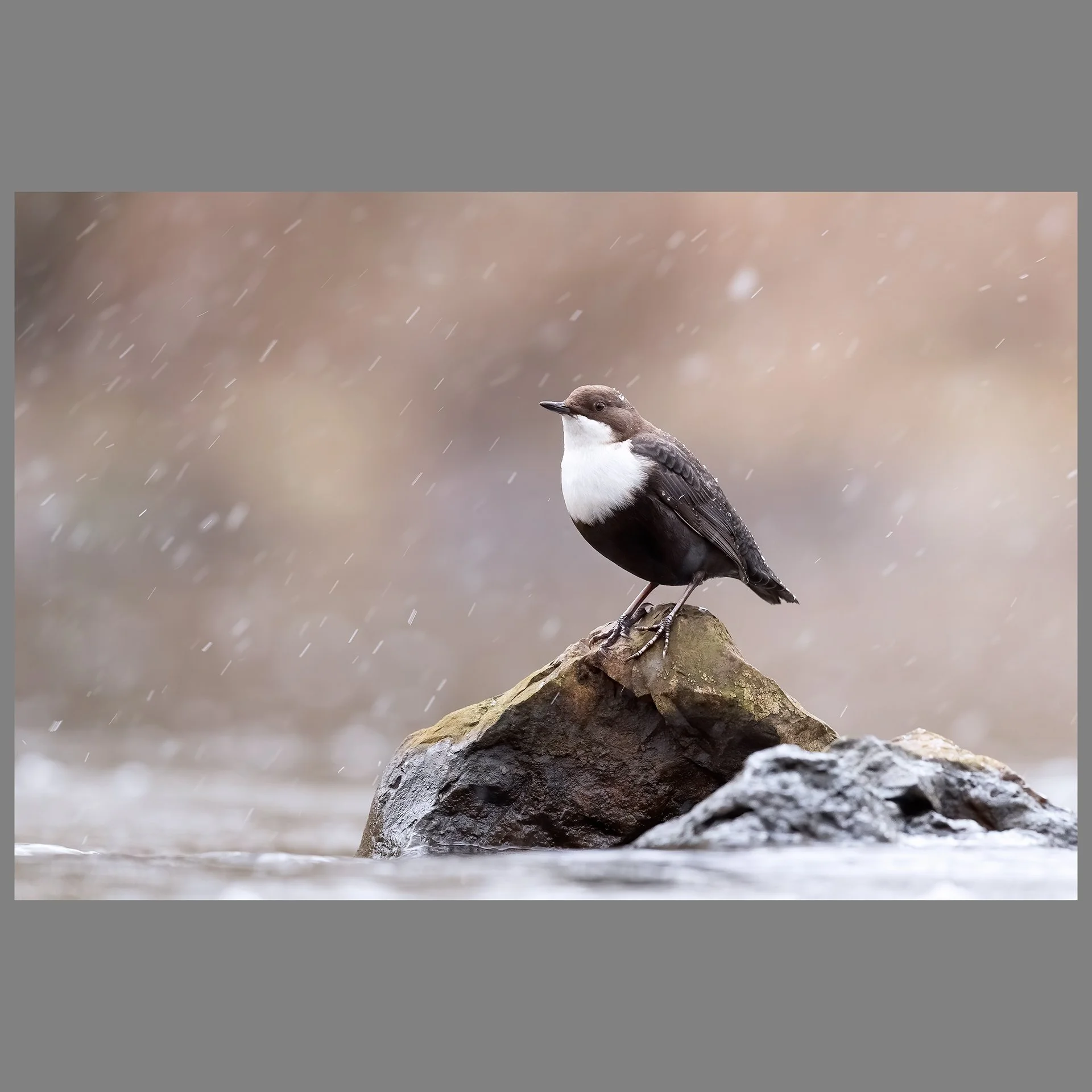 White-throated dipper