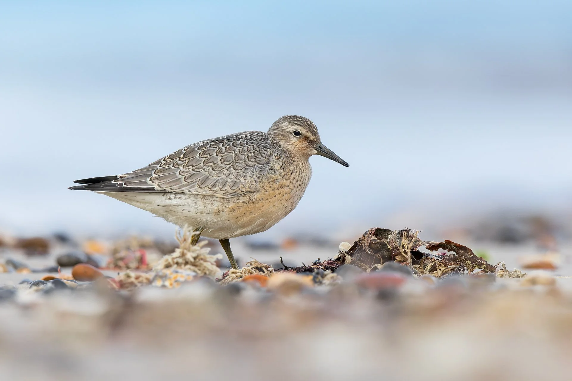 Red knot