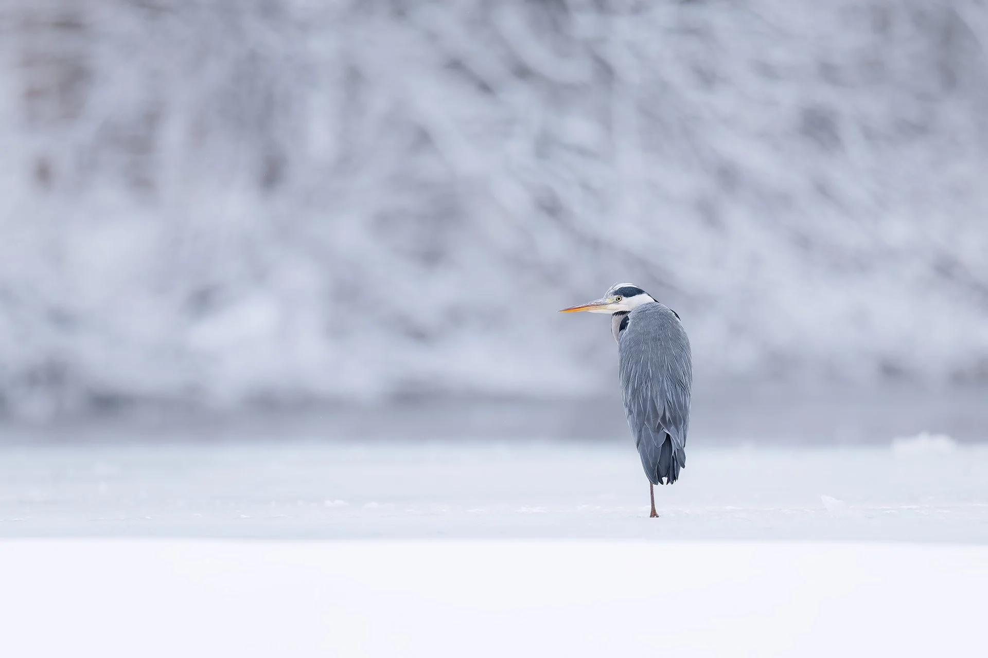 Grey heron