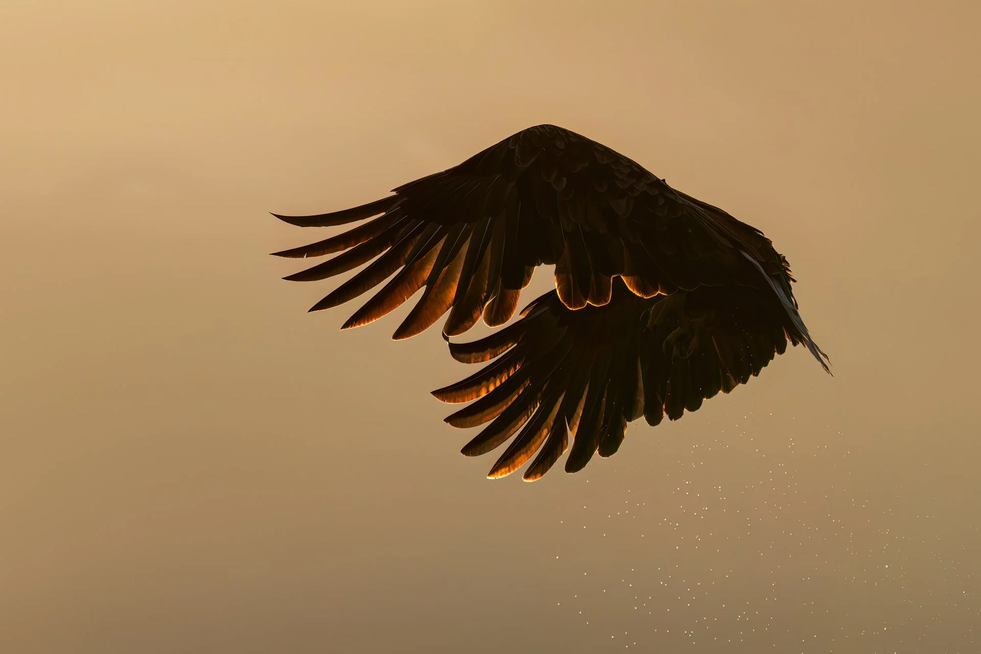 White-tailed eagle