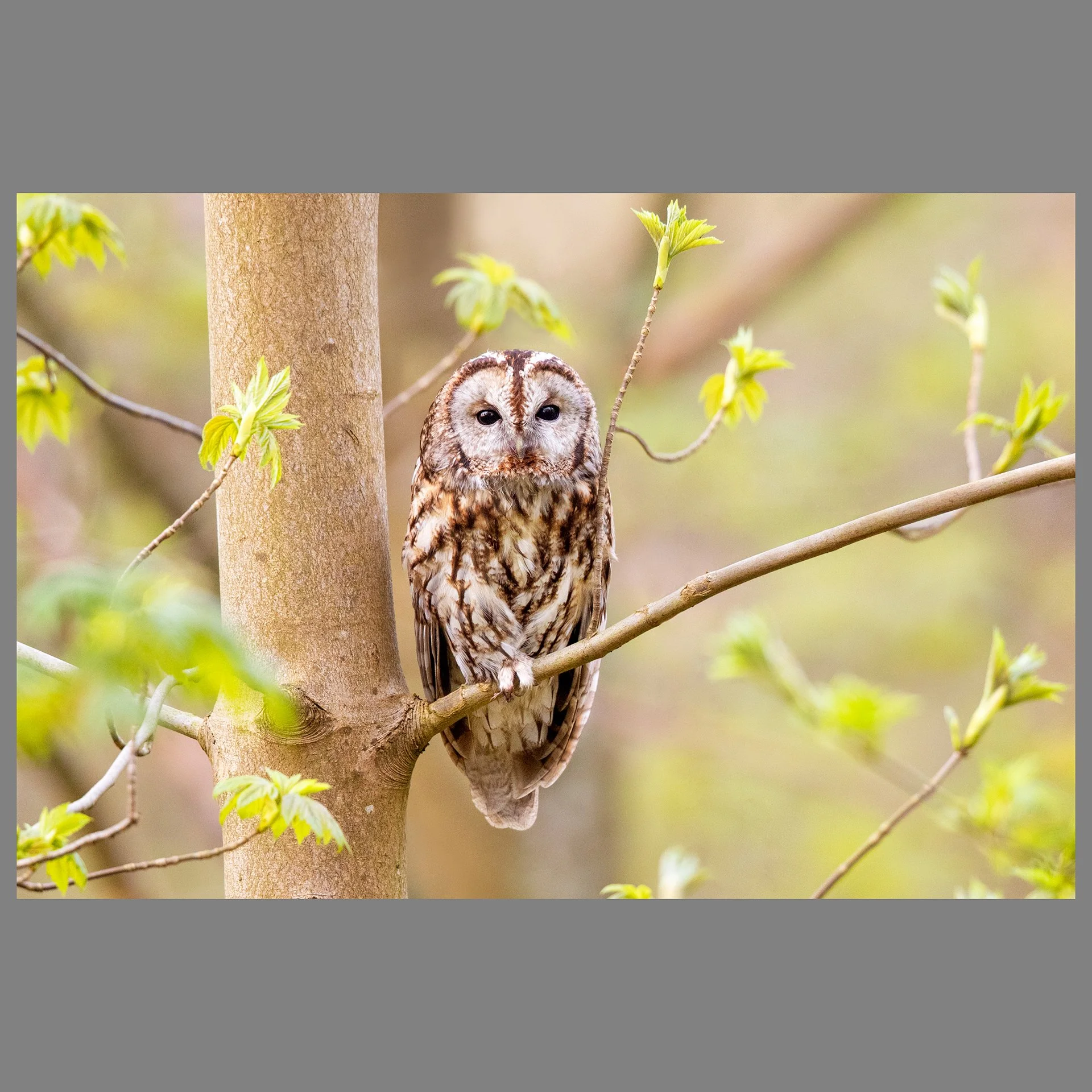 Tawny Owl