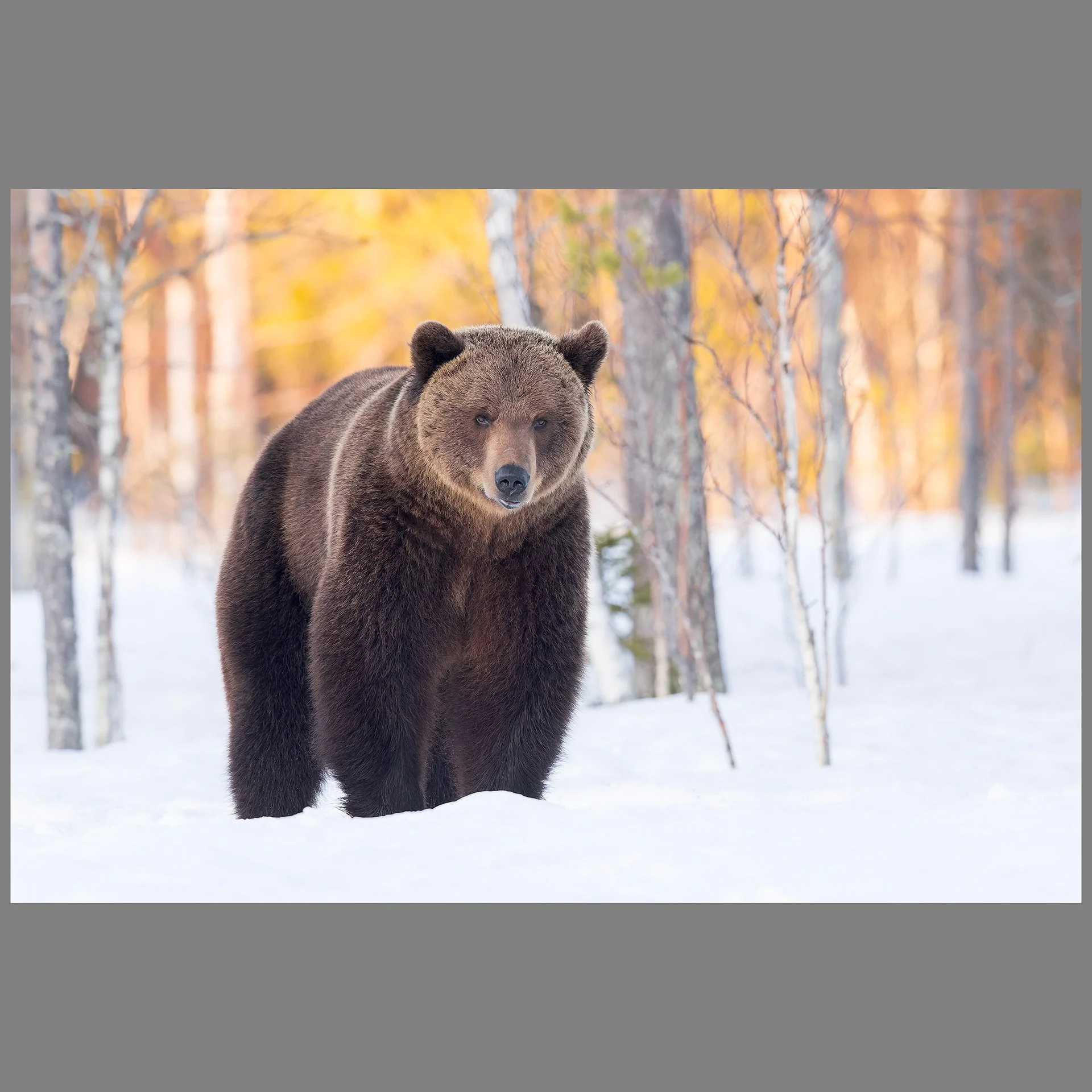 Brown Bear