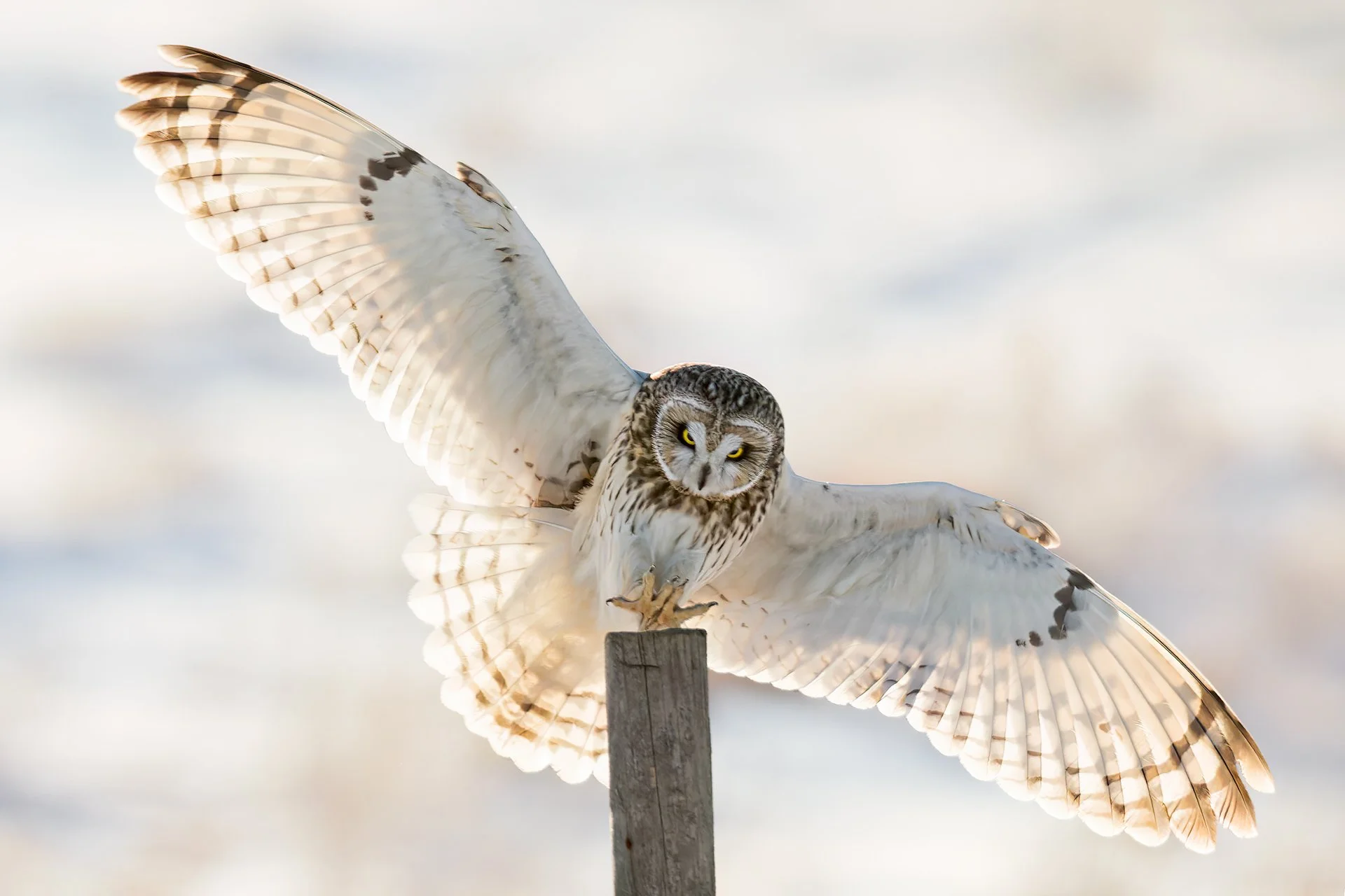 Short-eared owl