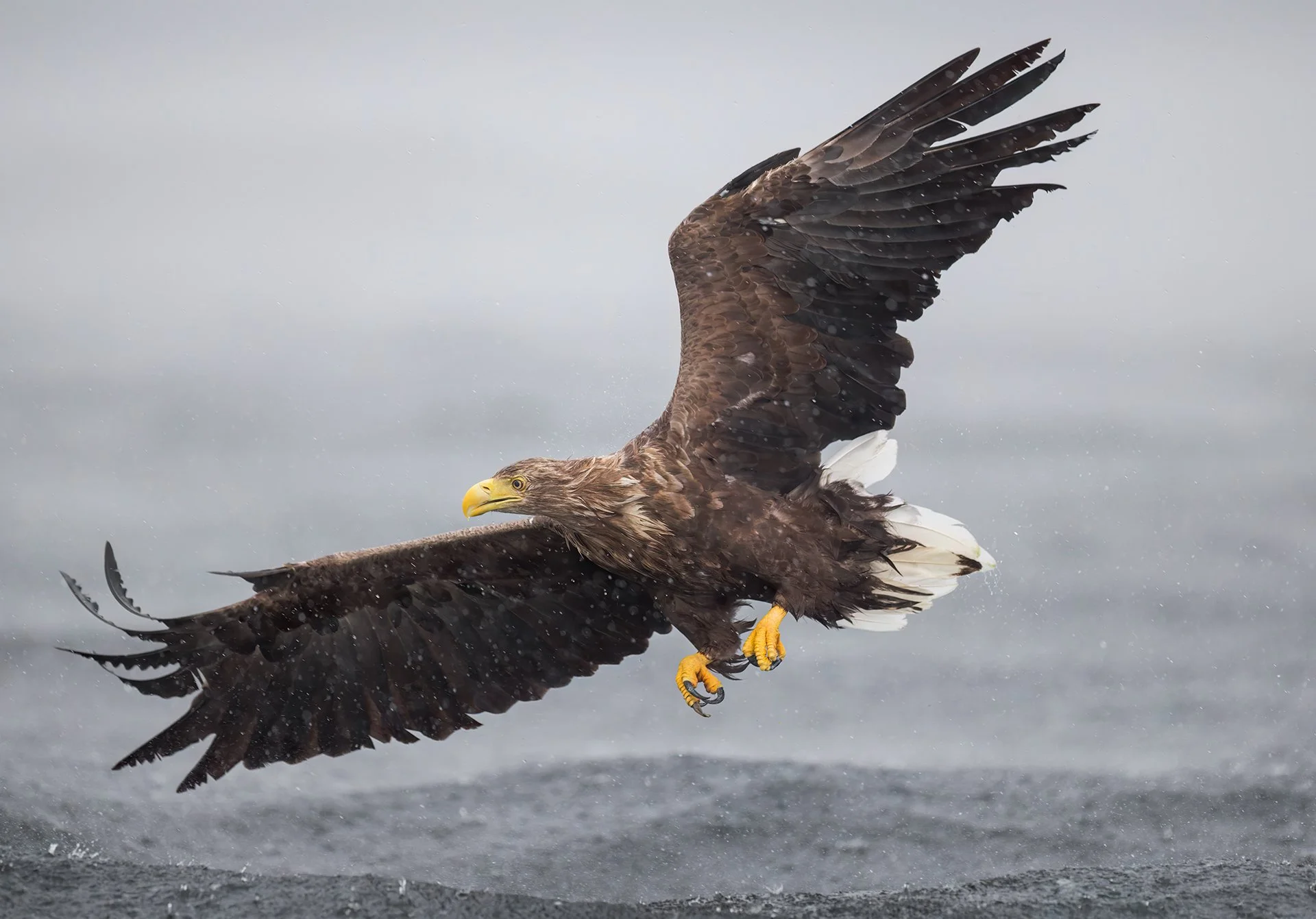 White-tailed eagle