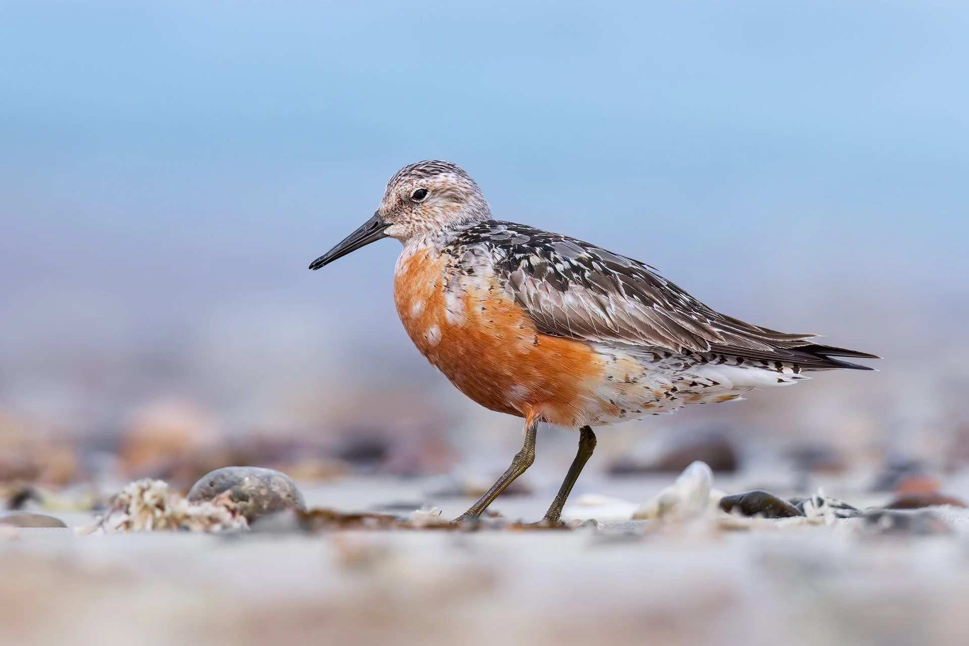 Red knot