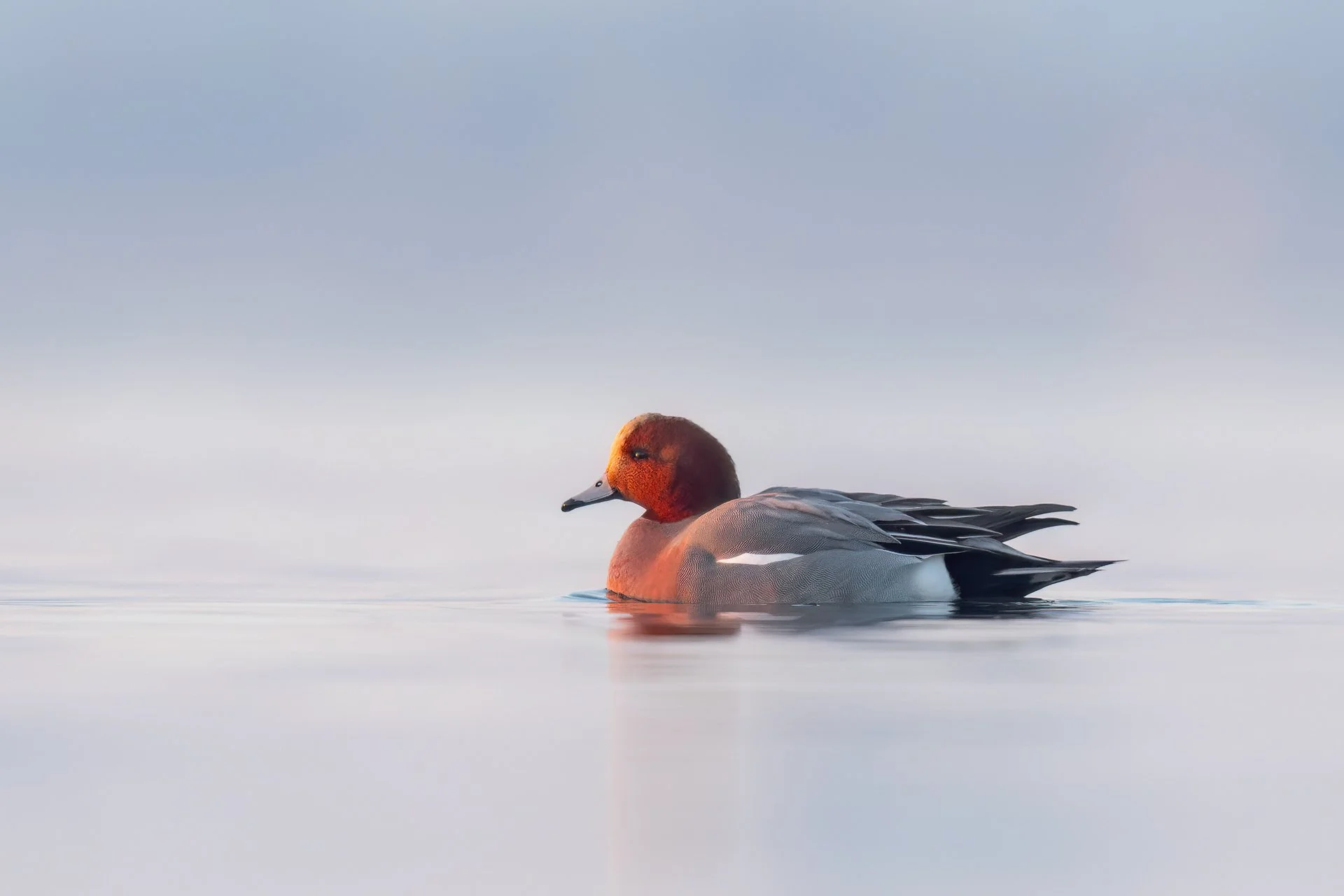 European wigeon male