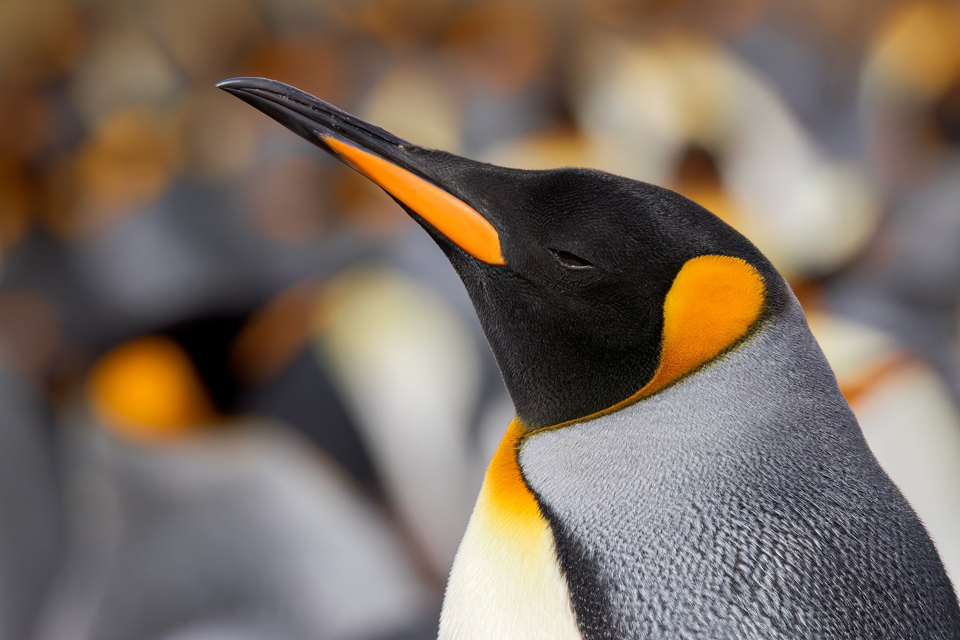 _Q3A4452_Falklands_20190222-DxO_DeepPRIME_DEV.jpg