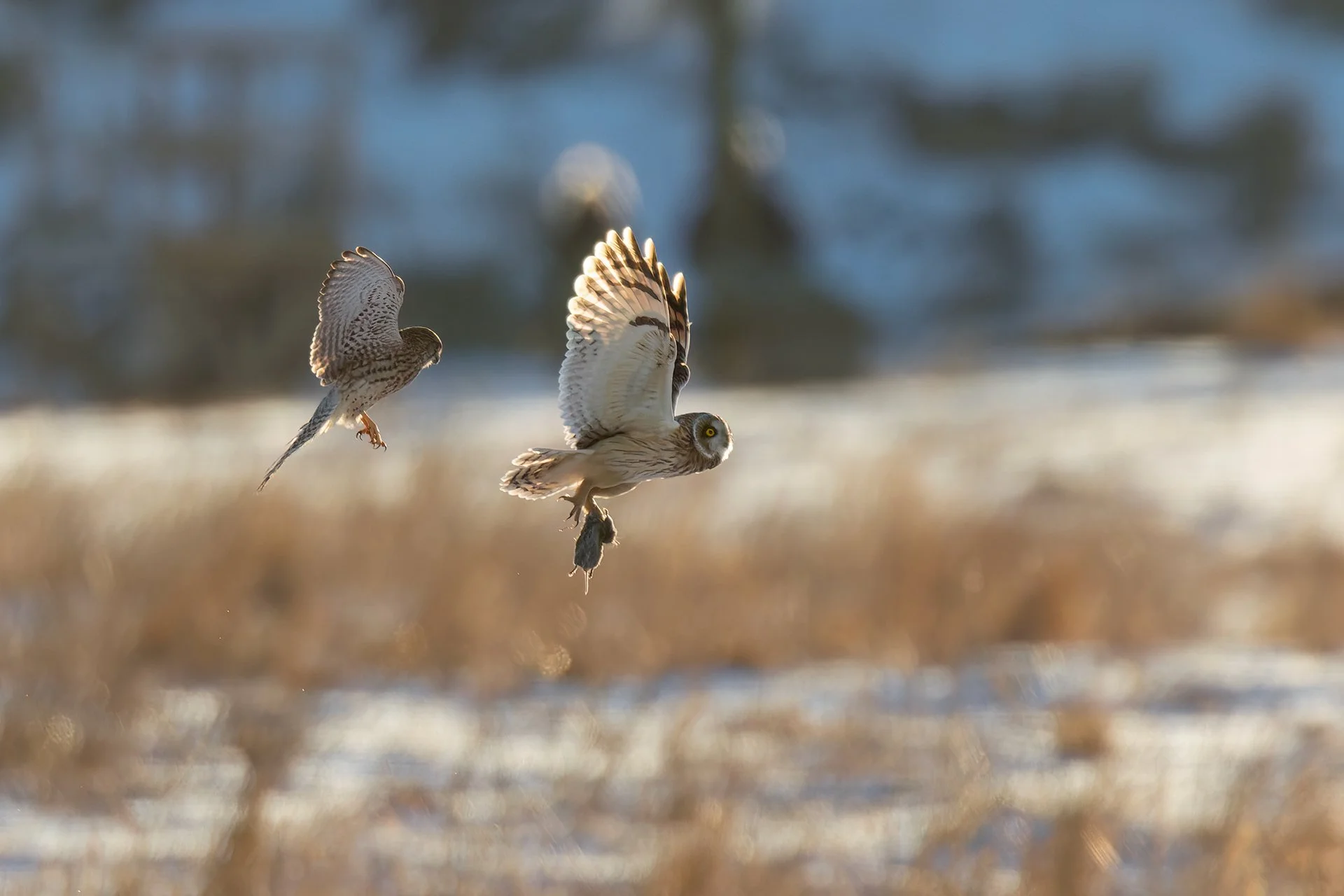 Short-eared owl and kestrel
