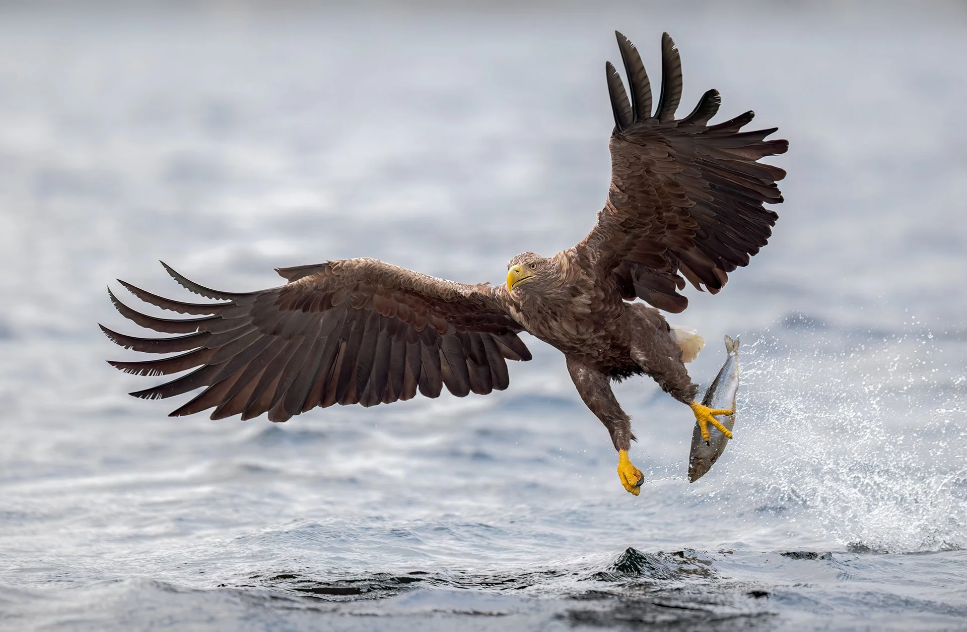 White-tailed eagle
