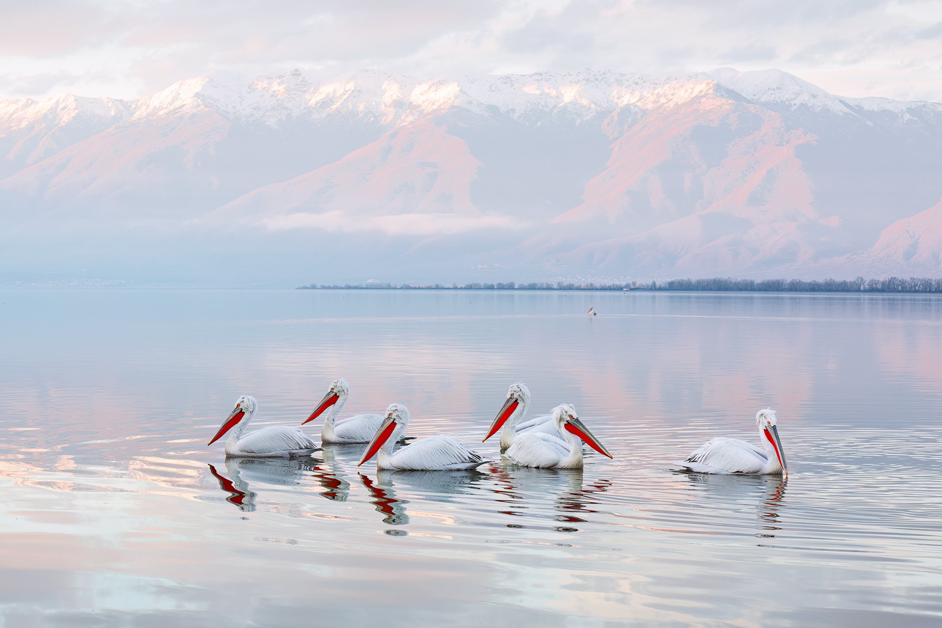 Dalmatian Pelicans