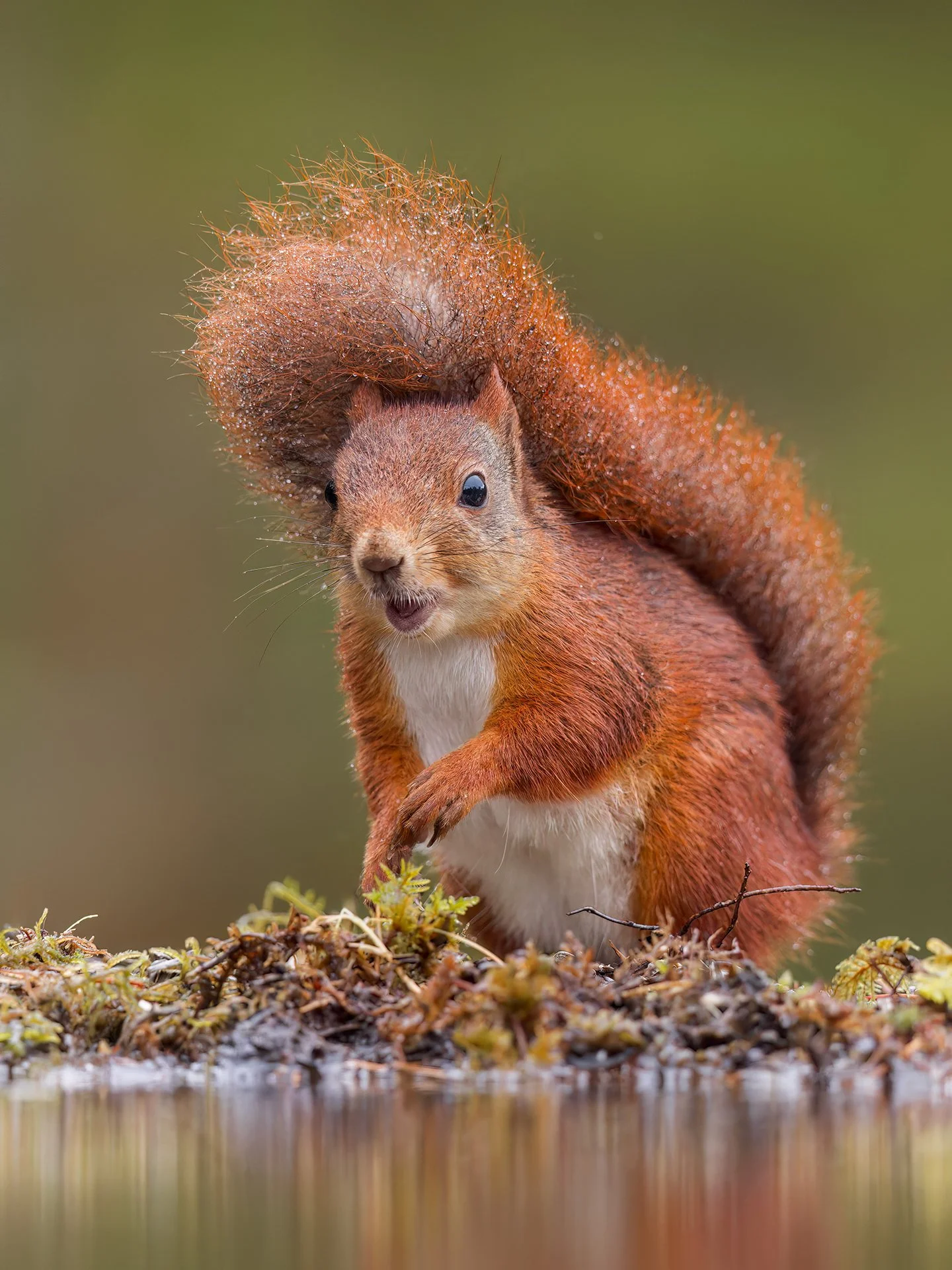 Red squirrel