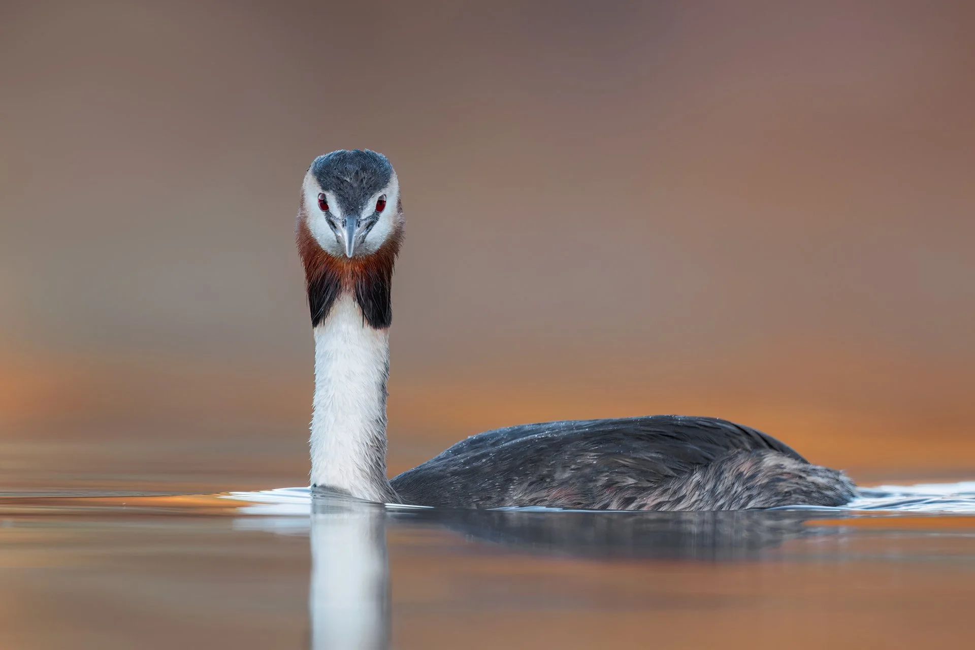 Great crested grebe