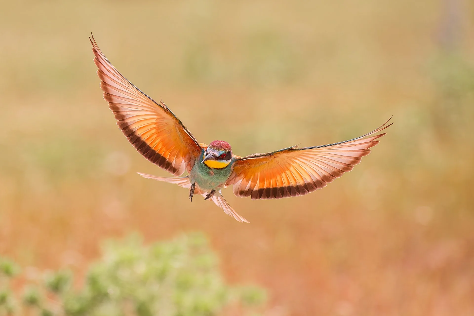 Bee-eater