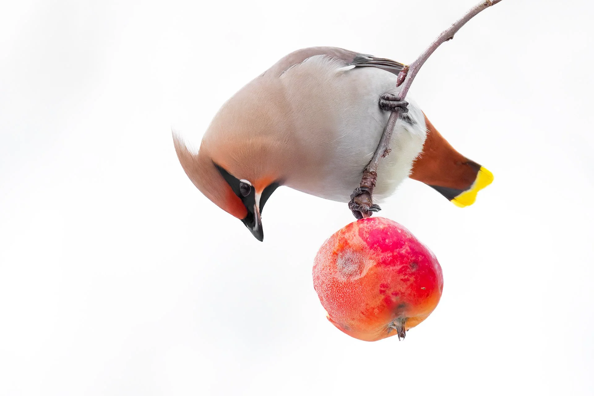 Bohemian waxwing