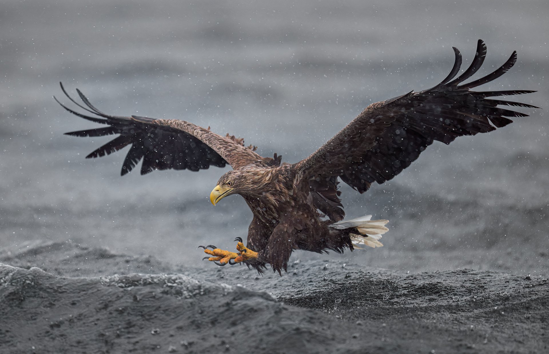 White-tailed eagle