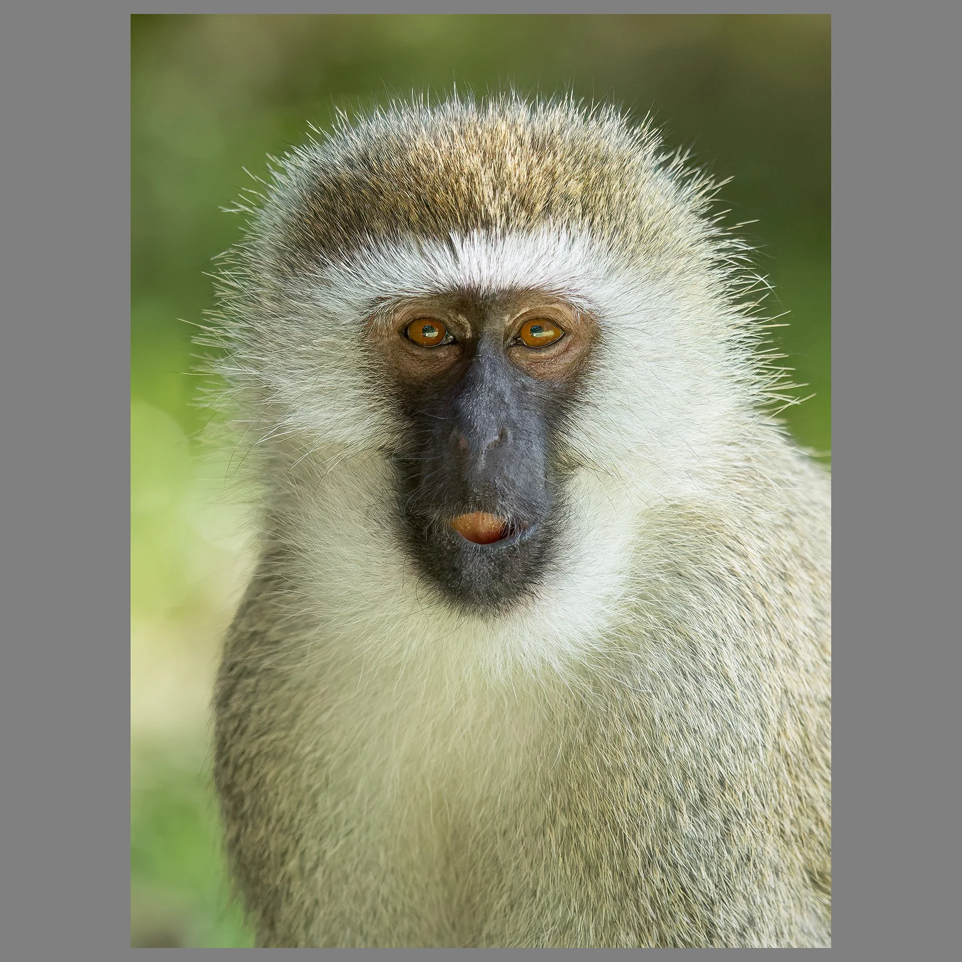 Vervet Monkey