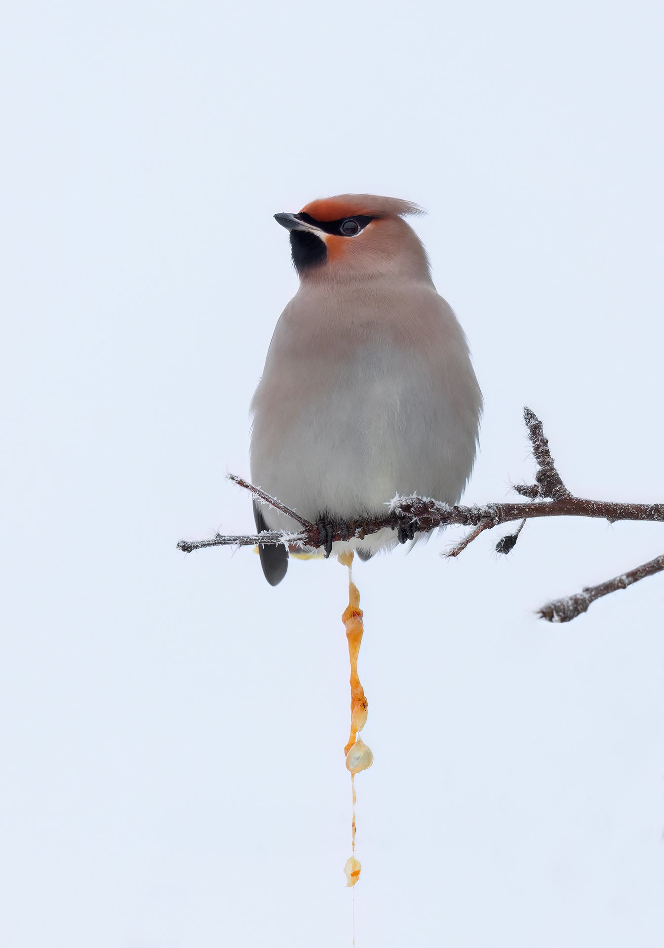 Bohemian waxwing