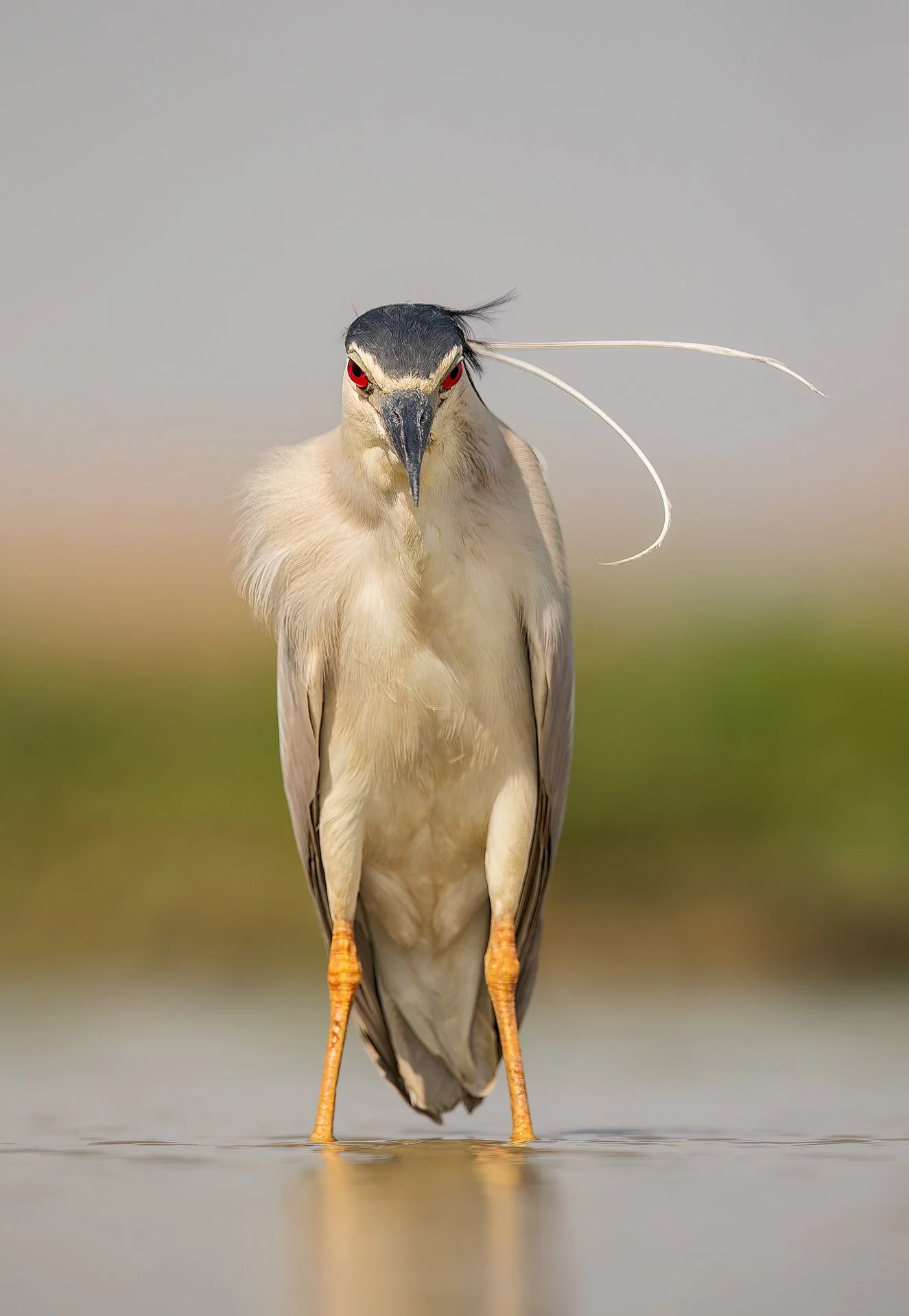 Night heron