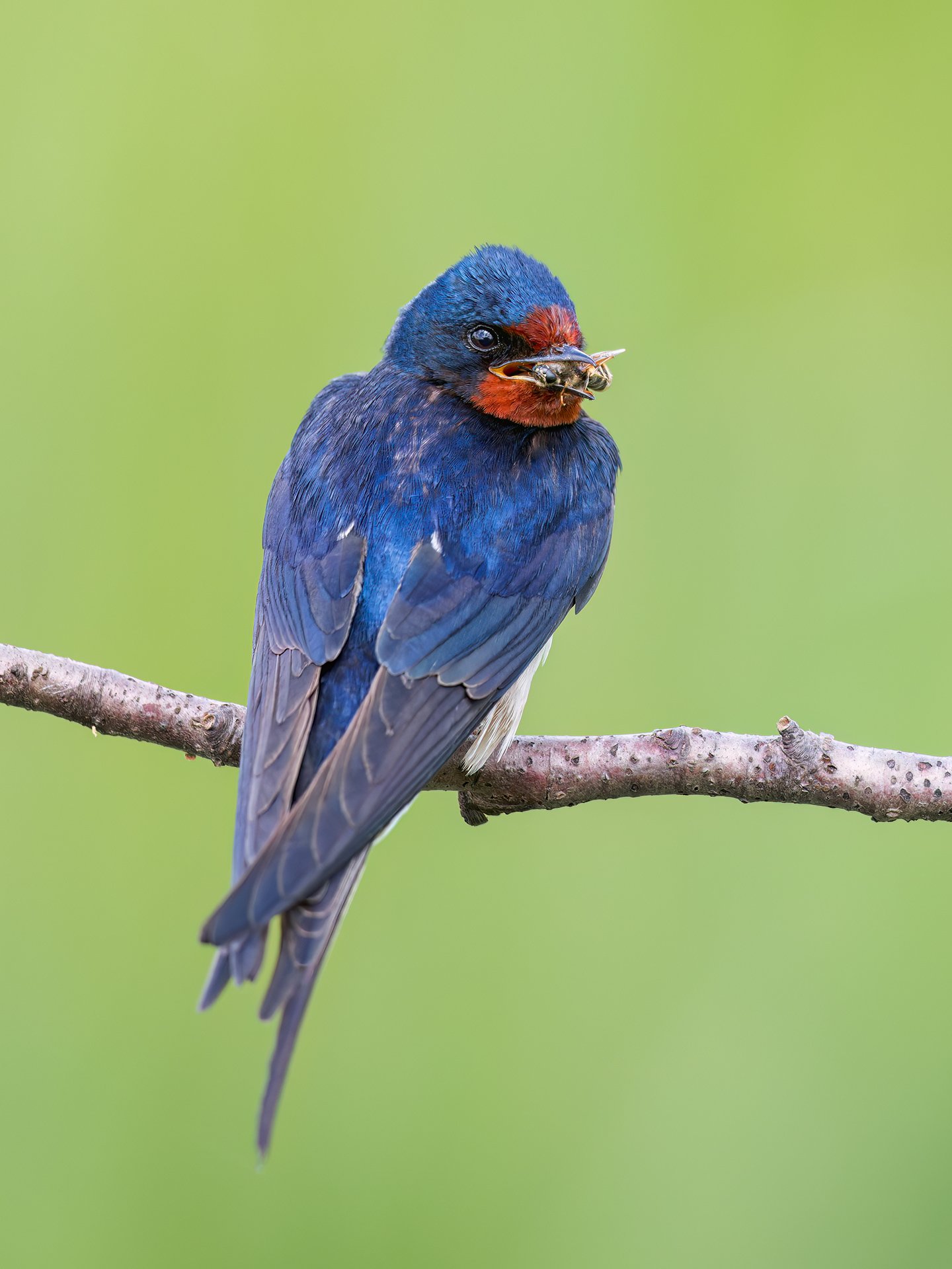 Barn swallow