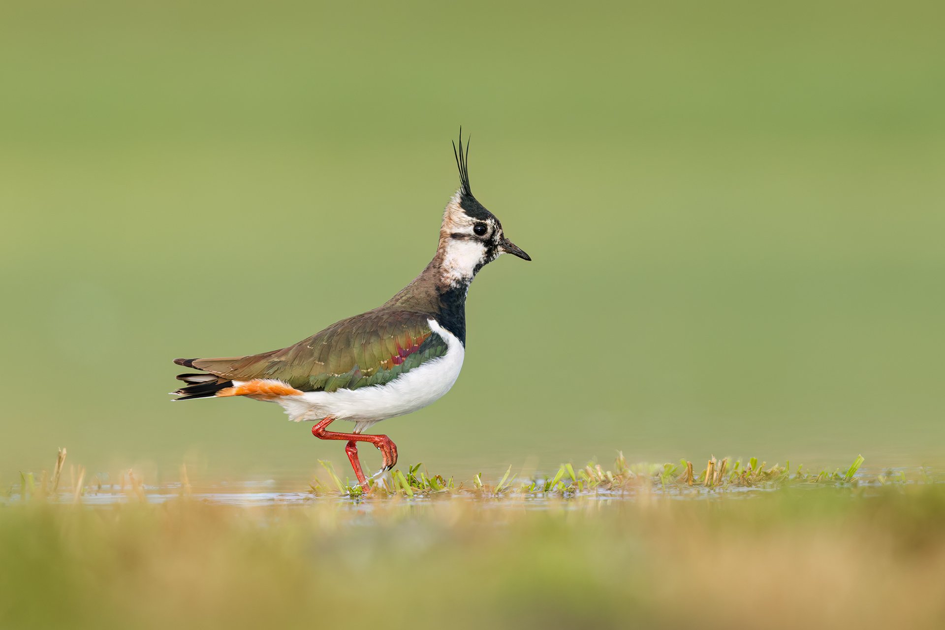 Northern Lapwing