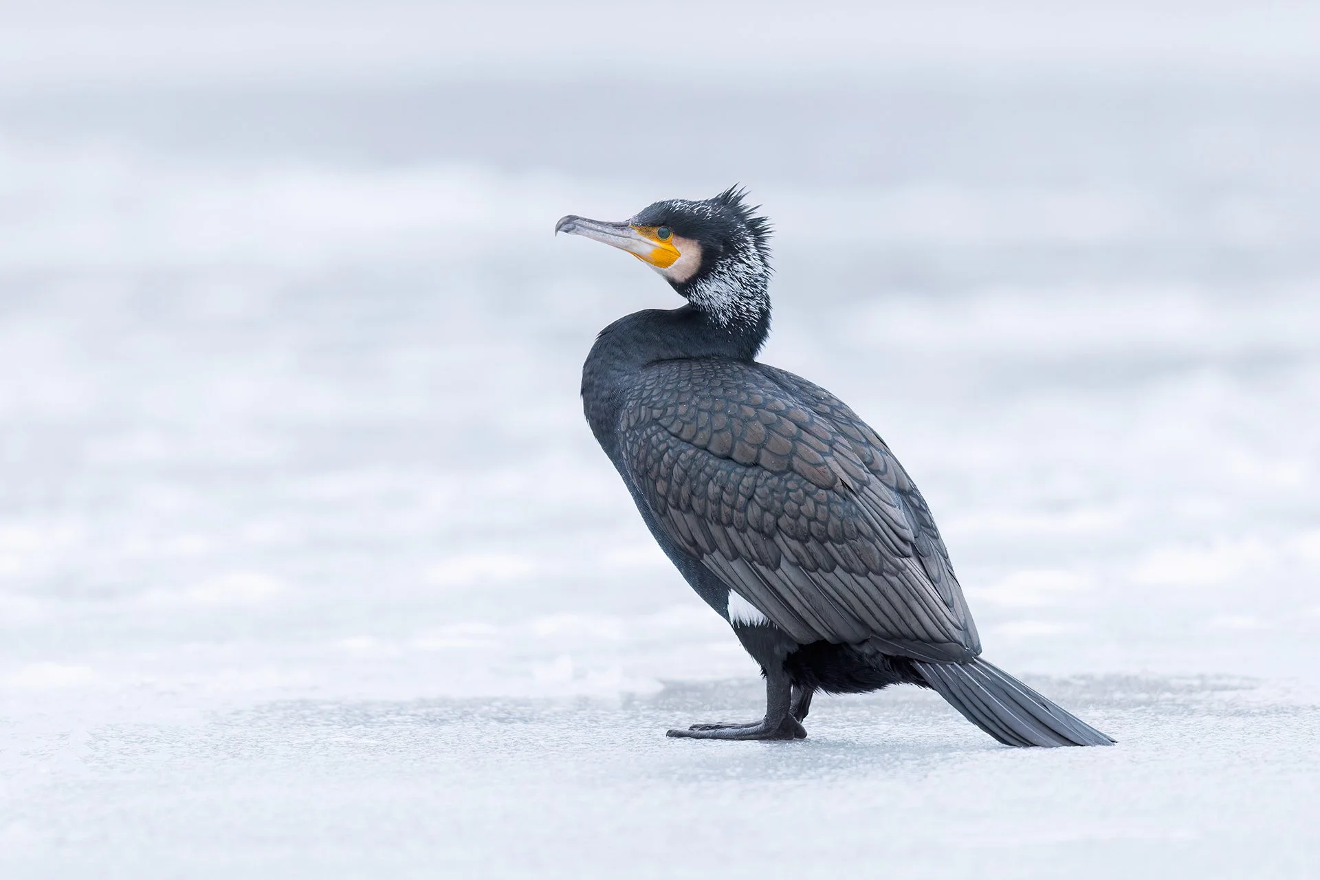 Great cormorant