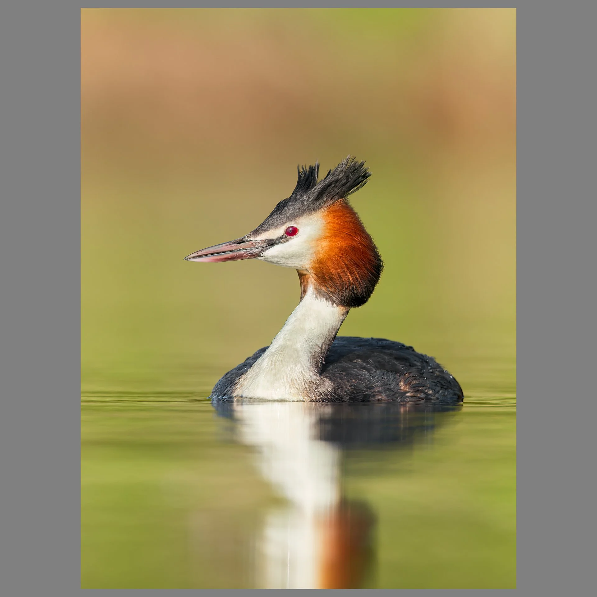 Great crested grebe