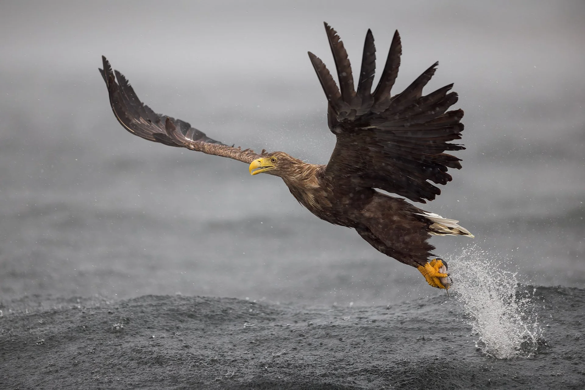 White-tailed eagle