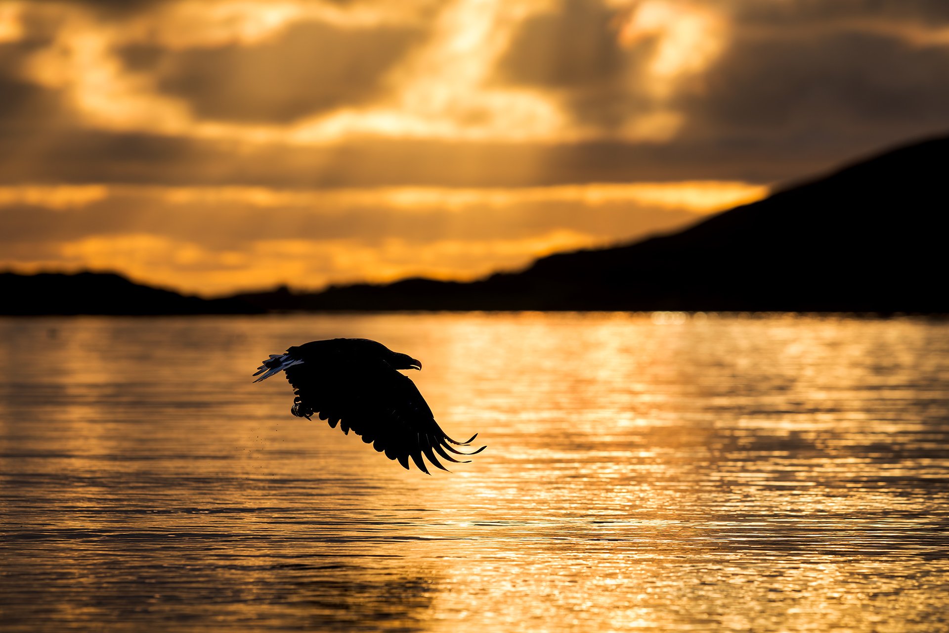 White-tailed eagle