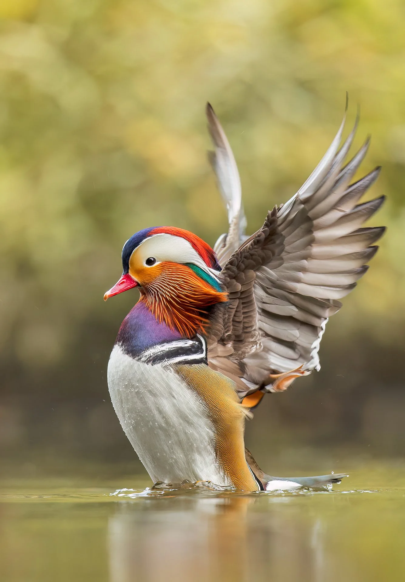 Mandarin Duck