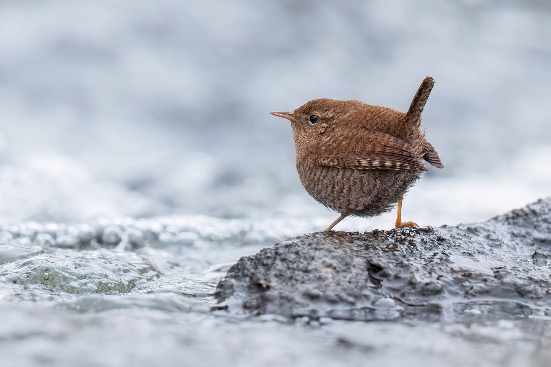 Eurasian wren
