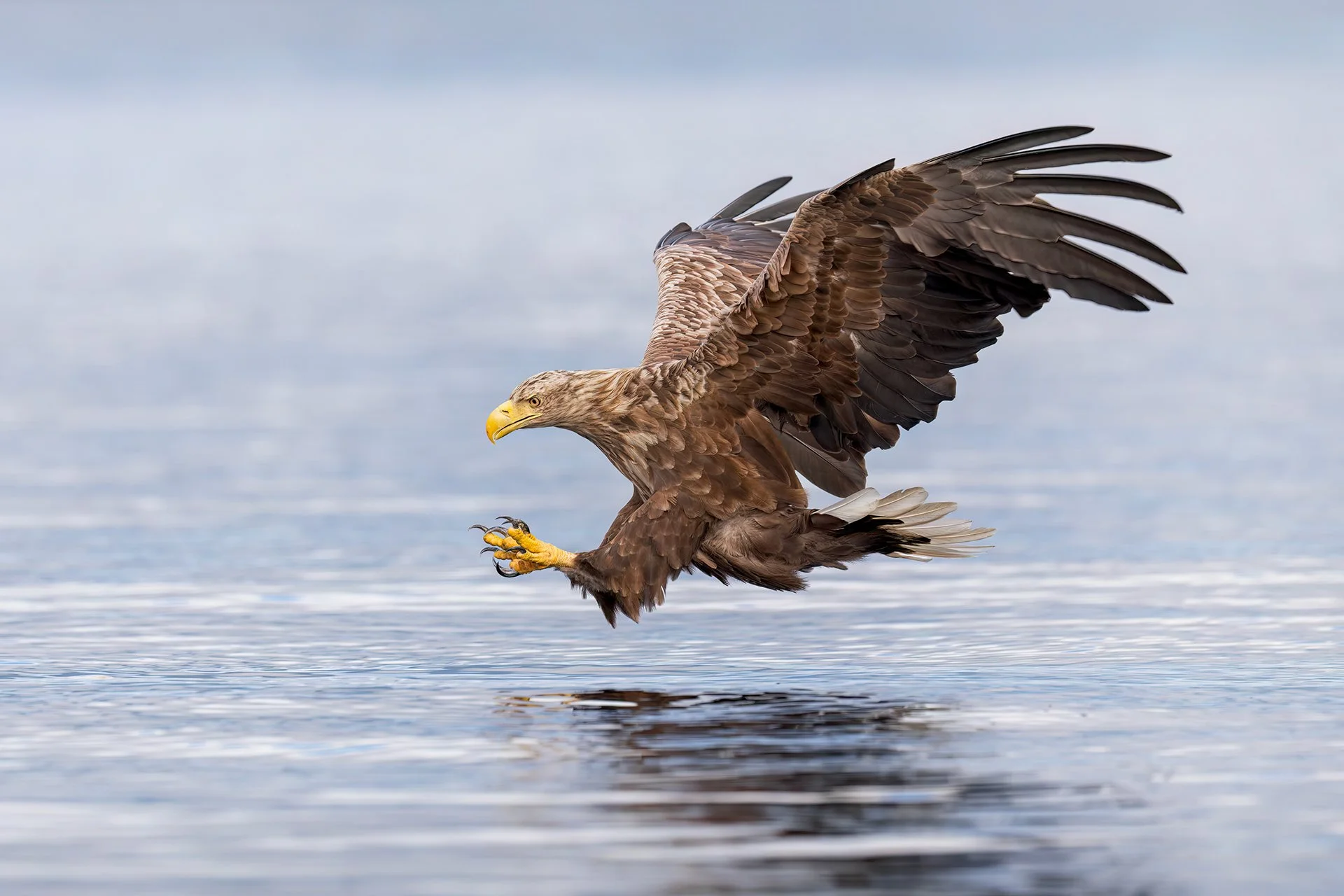 White-tailed eagle