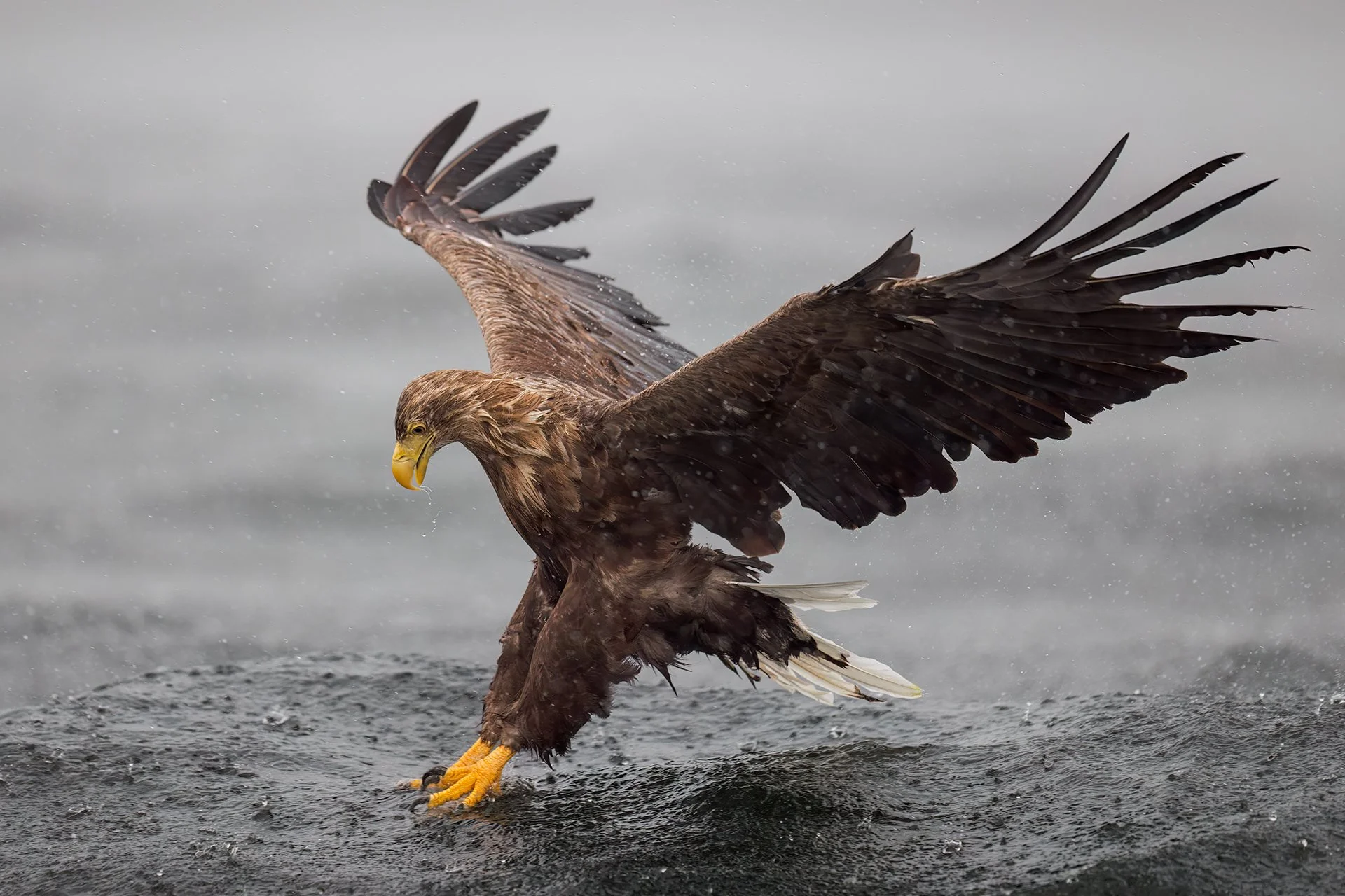 White-tailed eagle