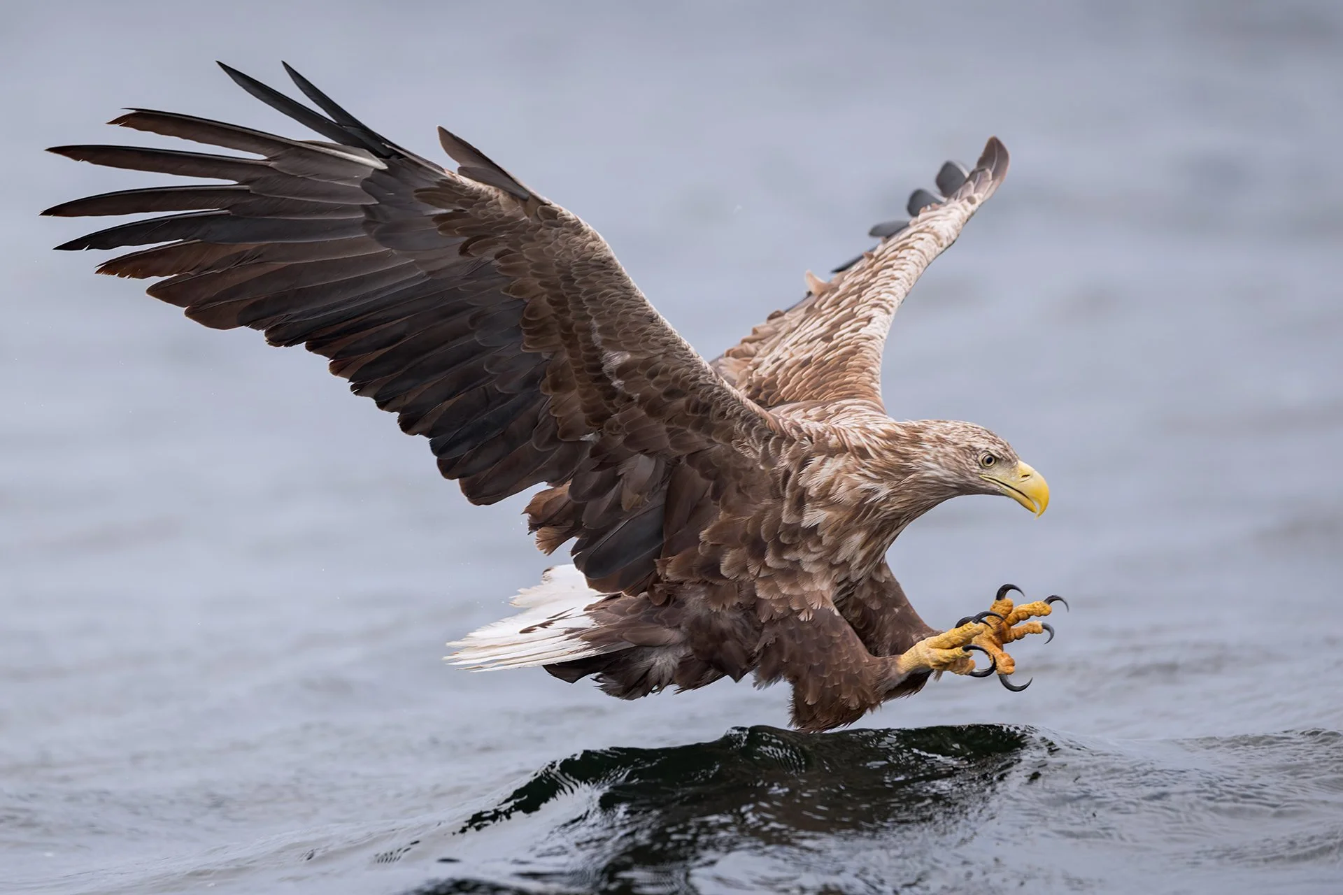White-tailed eagle