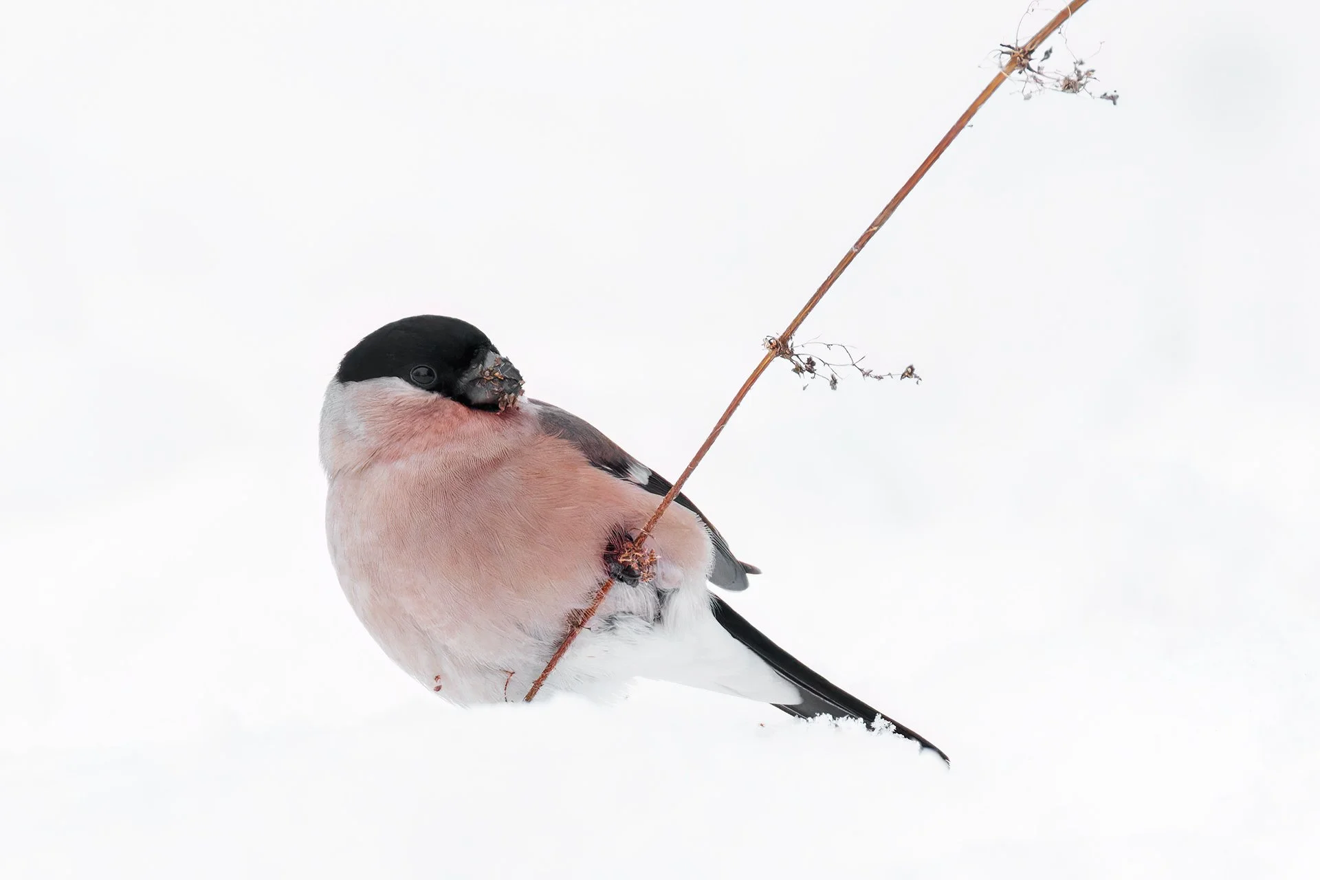 Eurasian bullfinch