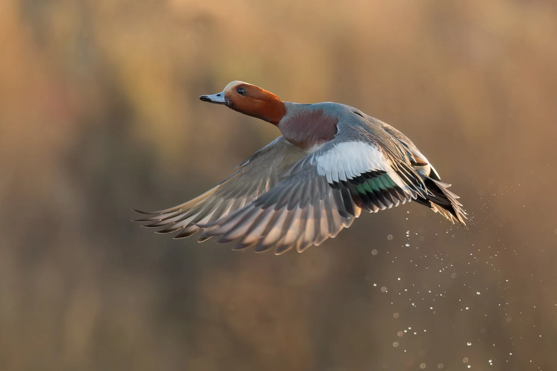 European wigeon male